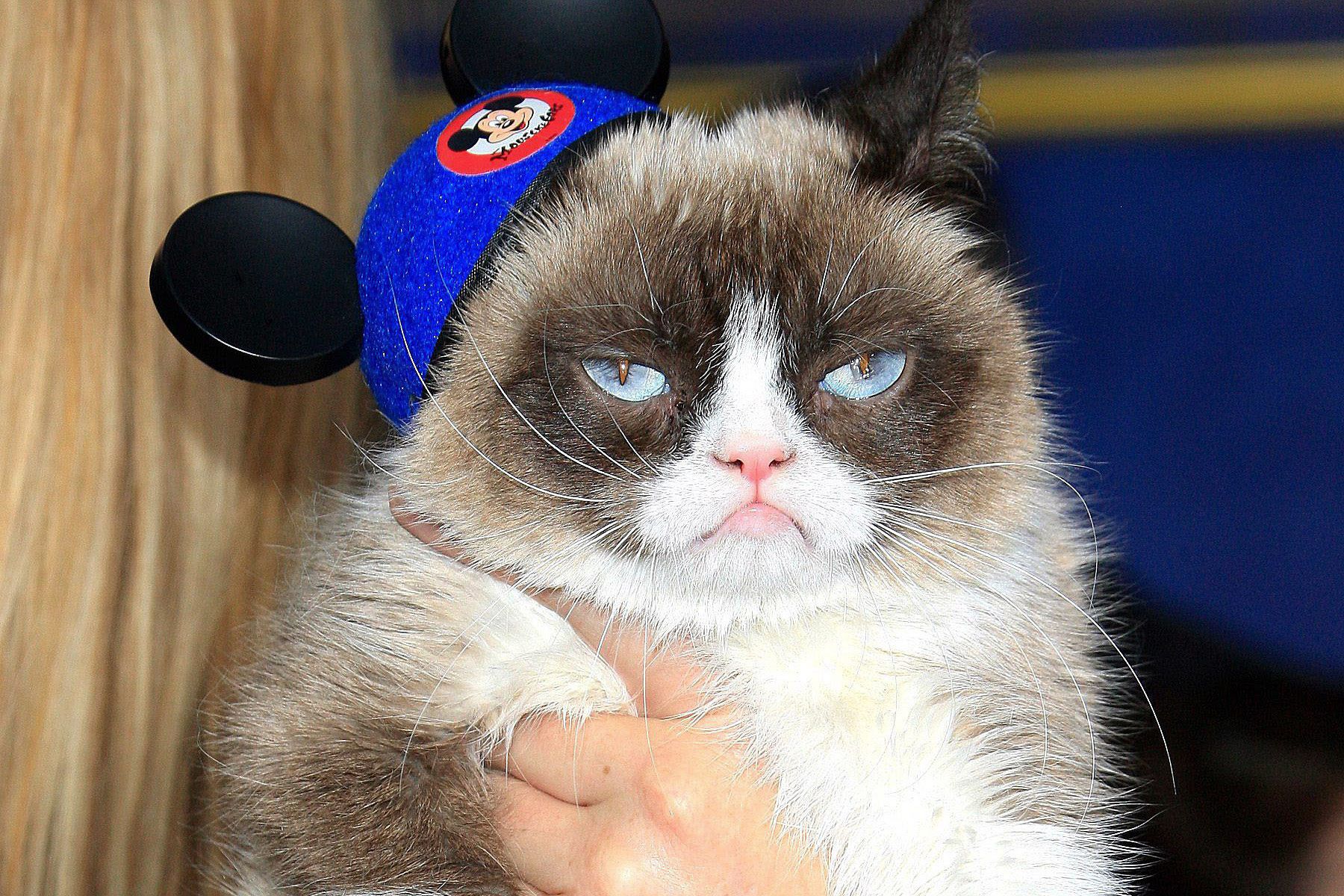 Der Boom der Petfluencer: Wenn Haustiere zu Mini-Menschen werden