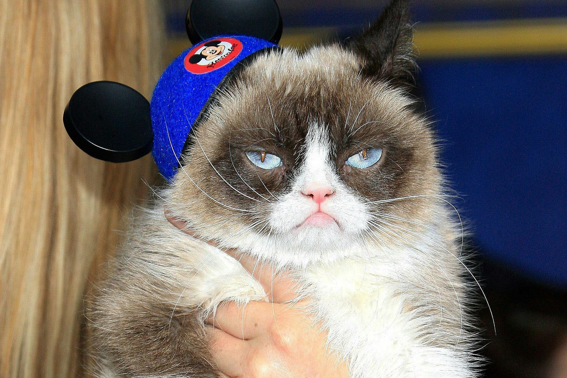 Die inzwischen gestorbene Katze Grumpy Cat war eine der ersten Petfluencerinnen. So ausstaffiert schickten ihre Besitzer die Katze im Jahr 2015 zur Weltpremiere von Disneys „Cinderella“ im El Capitan Theatre in Hollywood.