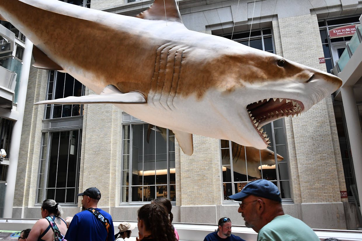 Hat die Wissenschaft sich geirrt? Riesenhai Megalodon war womöglich