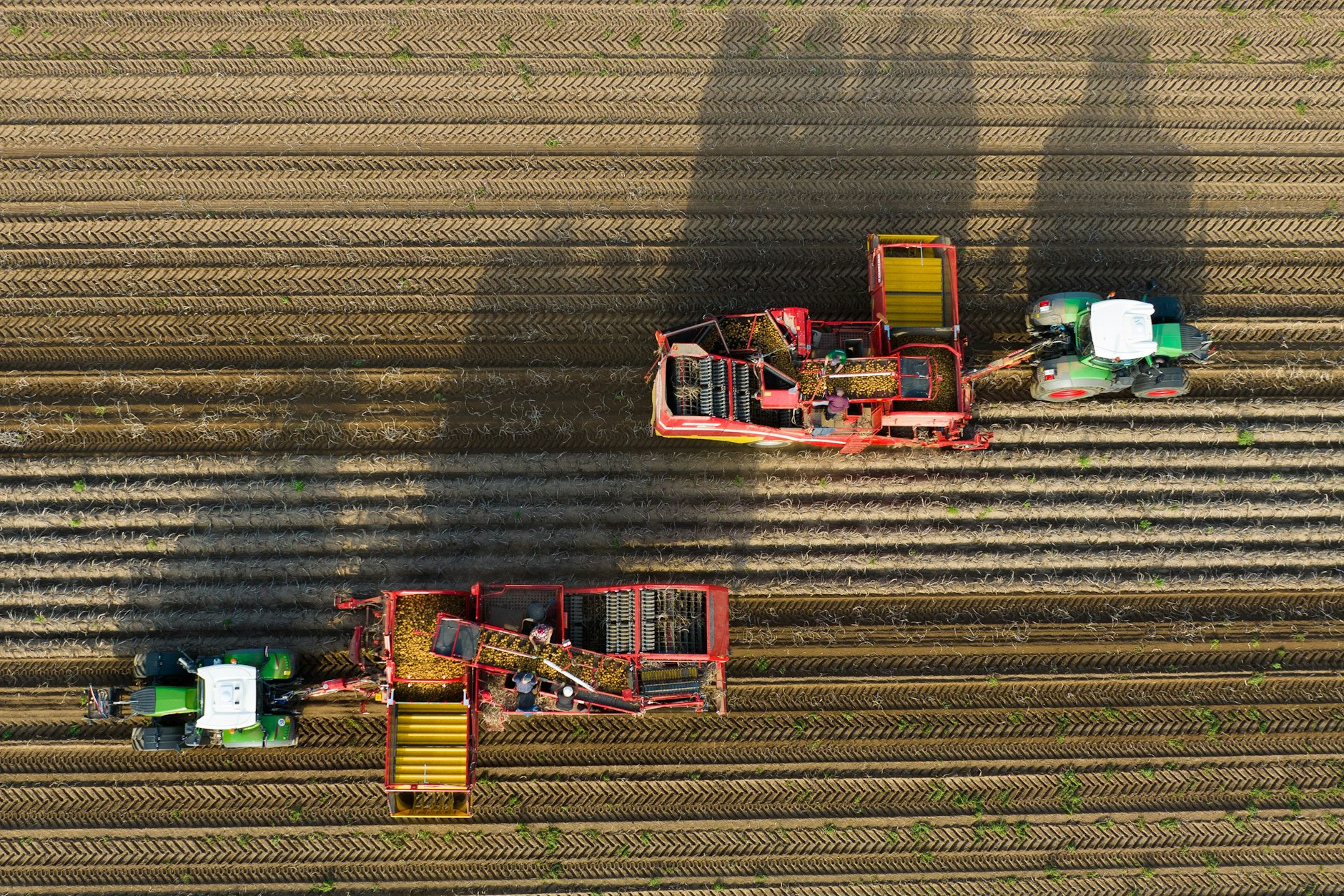 Landwirte ernten Kartoffeln auf einem Feld (Symbolbild).
