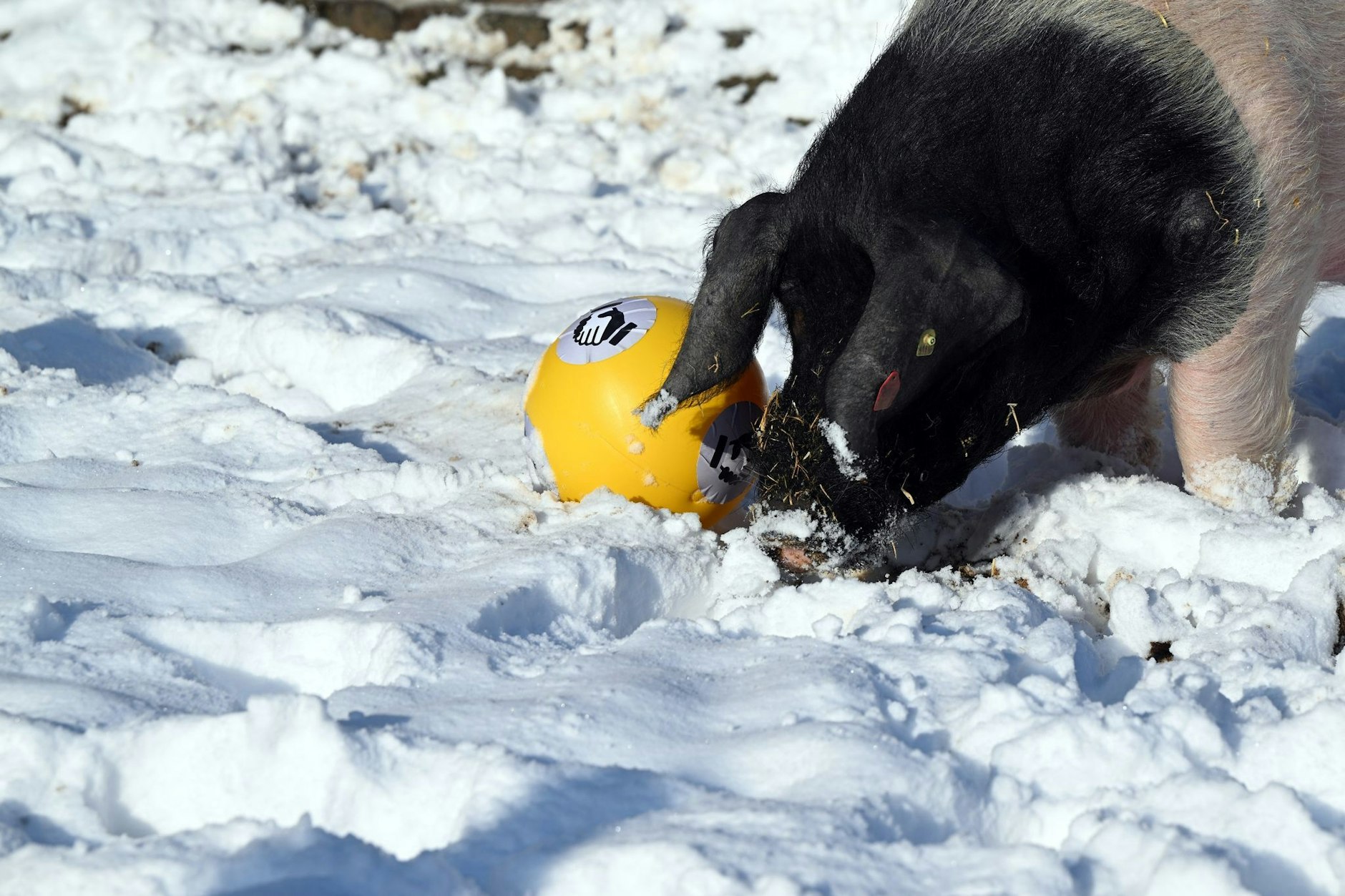 ARCHIV - Der Eber Eberhard entscheidet sich für den Futterball mit der deutschen Flagge drauf und prophezeit damit einen Sieg der deutschen Mannschaft für das heutige Spiel gegen Ungarn bei der Handball EM.  