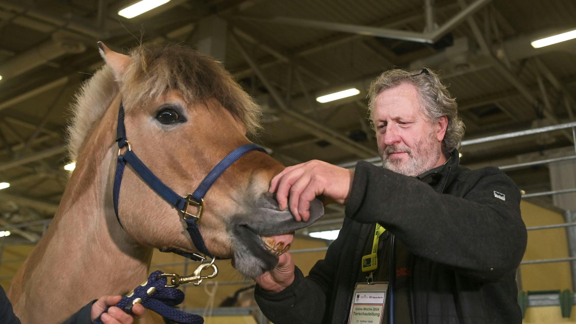 Sorgt in den Hallen fürs Tierwohl: Dr. Volkher Velte, der Tierarzt der Grünen Woche, und Fjordpferd Kilimandscharo. 