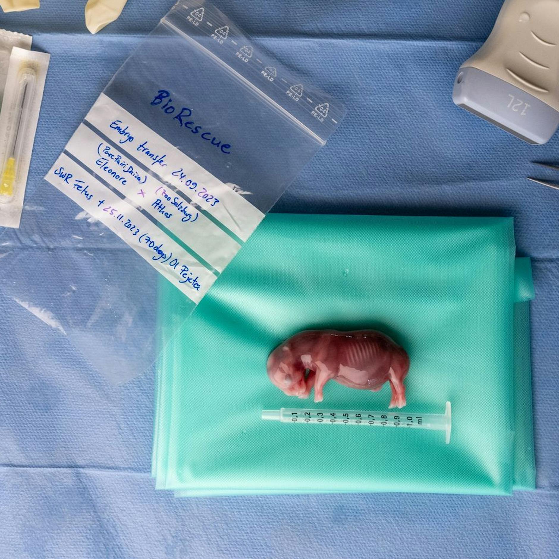 Nördliches Breitmaulnashorn: Nur noch kurz ’ne Art retten