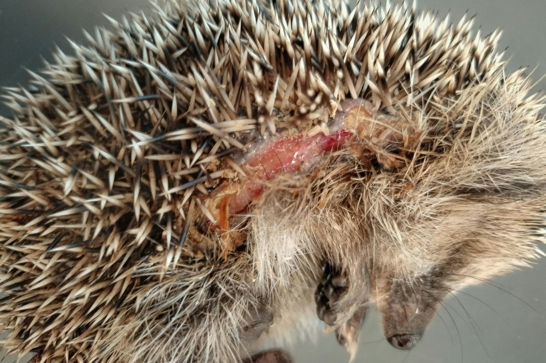 Dieses Bild vom Forschungsverbund Berlin e.V. zeigt einen Igel, der von einem Mähroboter verletzt worden ist.