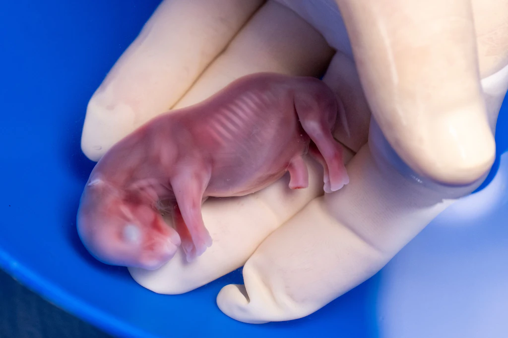 Erster Breitmaulnashorn-Embryo wächst in Leihmutter