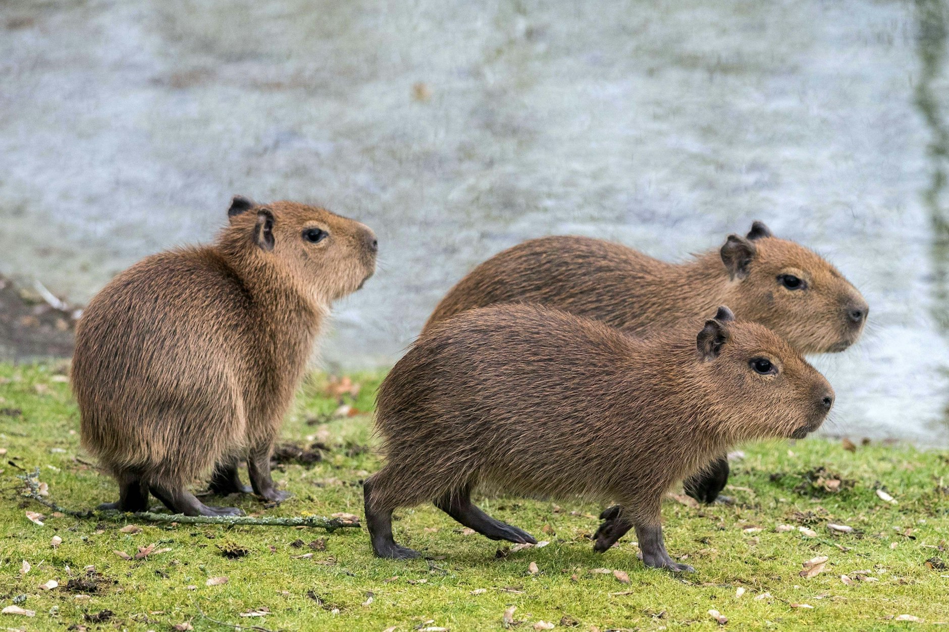 Der Berliner Zoo hat Nachwuchs bekommen: Vier neue Capybaras leben hier jetzt.