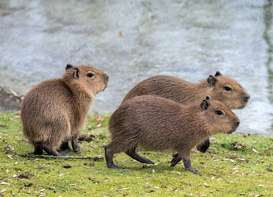 Der Berliner Zoo hat Nachwuchs bekommen: Vier neue Capybaras leben hier jetzt.