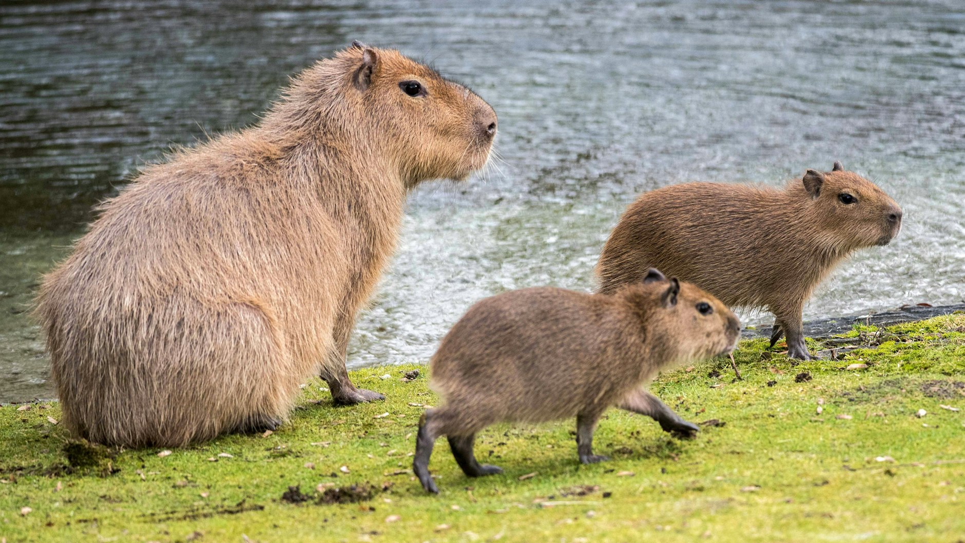 Die stolze Capybara-Mama Marly mit zwei ihrer Babys.