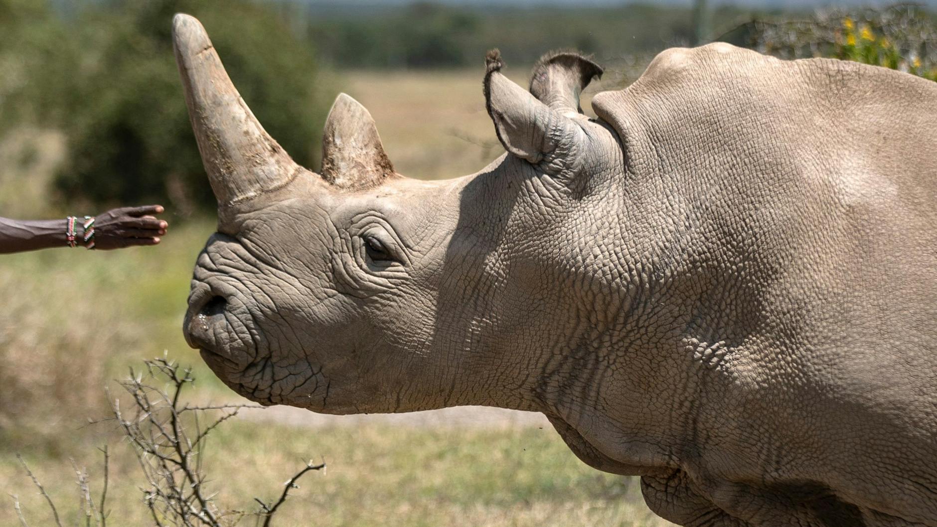 Kenia, Ol Pejeta: Ein Ranger streckt seine Hand nach dem Nördlichen Breitmaulnashorn-Weibchen Najin aus. Sie ist eine der letzten beiden Nashörner ihrer Unterart.