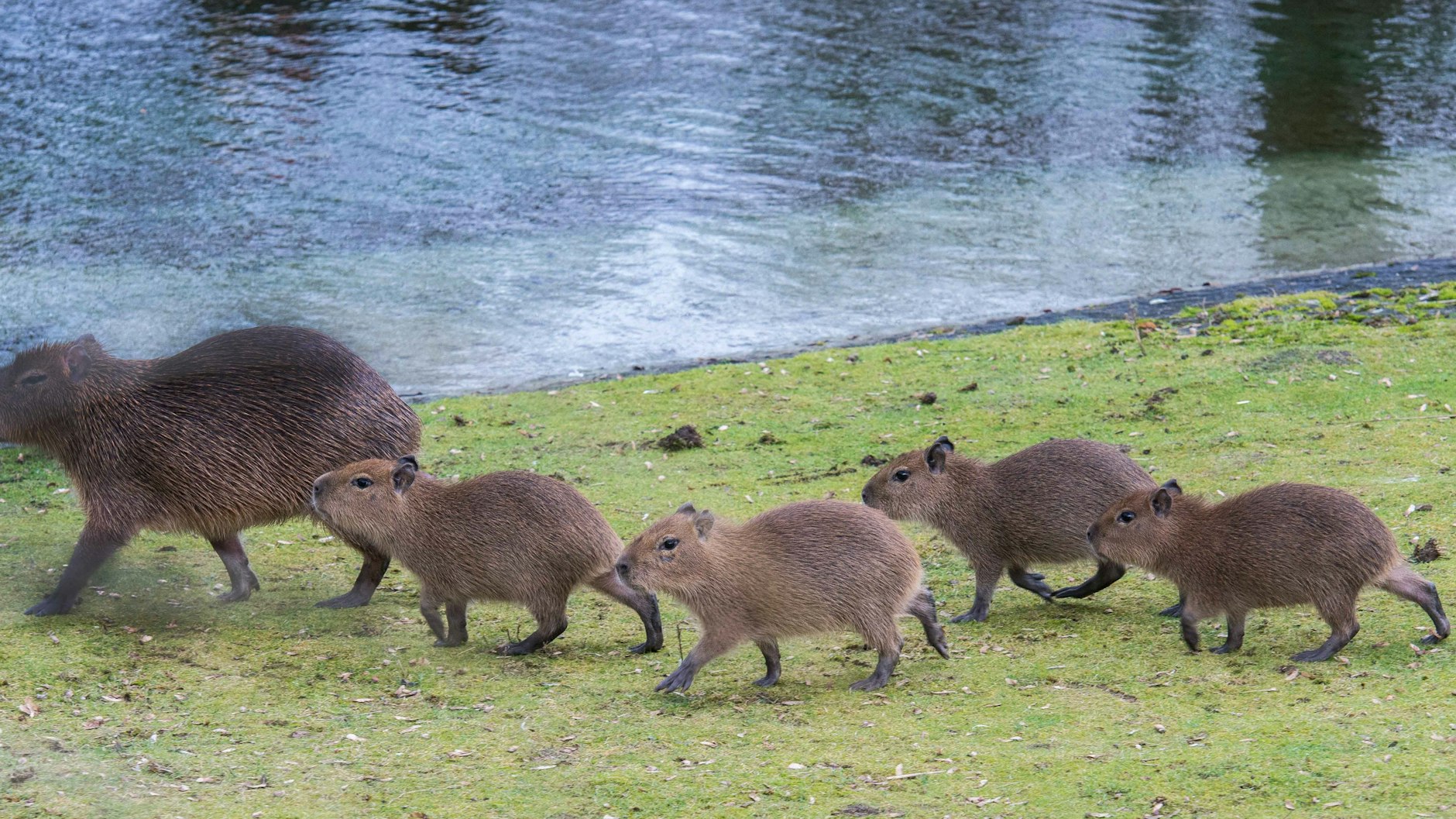Trommelwirbel … das sind Puerco, Madeira, Feliz und Nadar!