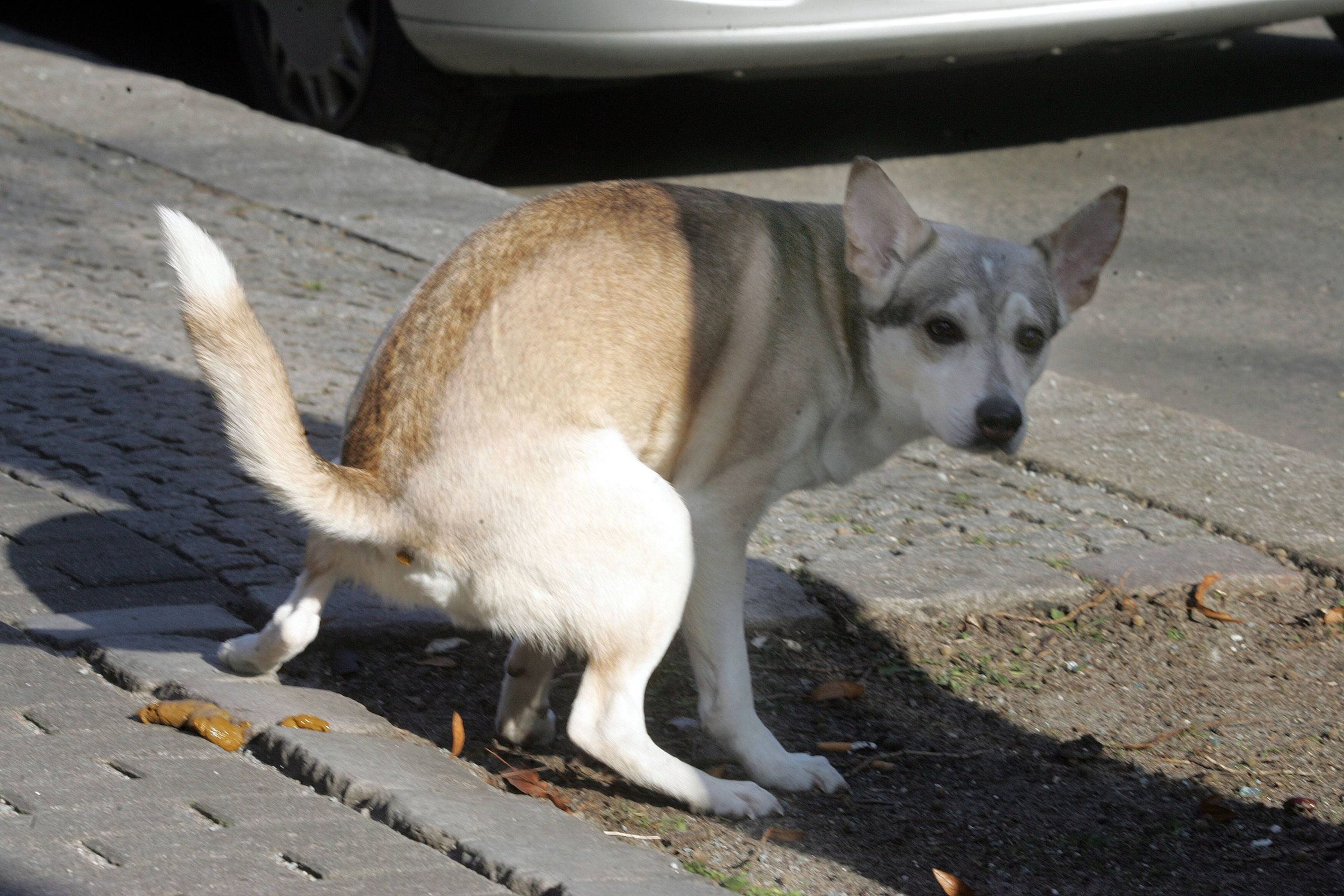 Image - Kampf gegen Hundekot: Neue Gen-Datenbank soll Hunde und Herrchen überführen