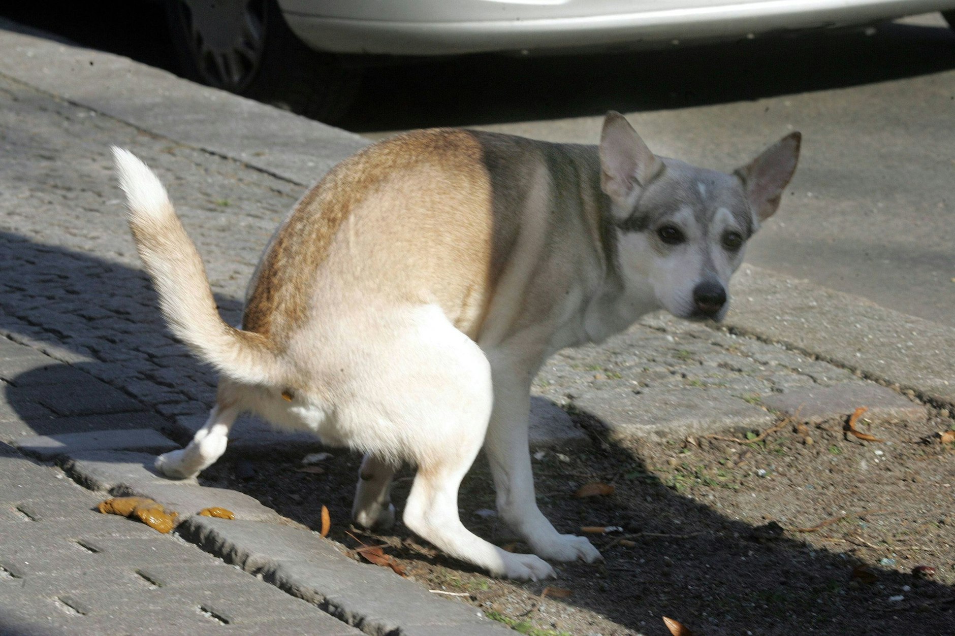 Hundekot ist ein echtes Ärgernis auf Straßen und Gehwegen - eine Gen-Datenbank soll nun die Tiere und ihre Halter überführen.