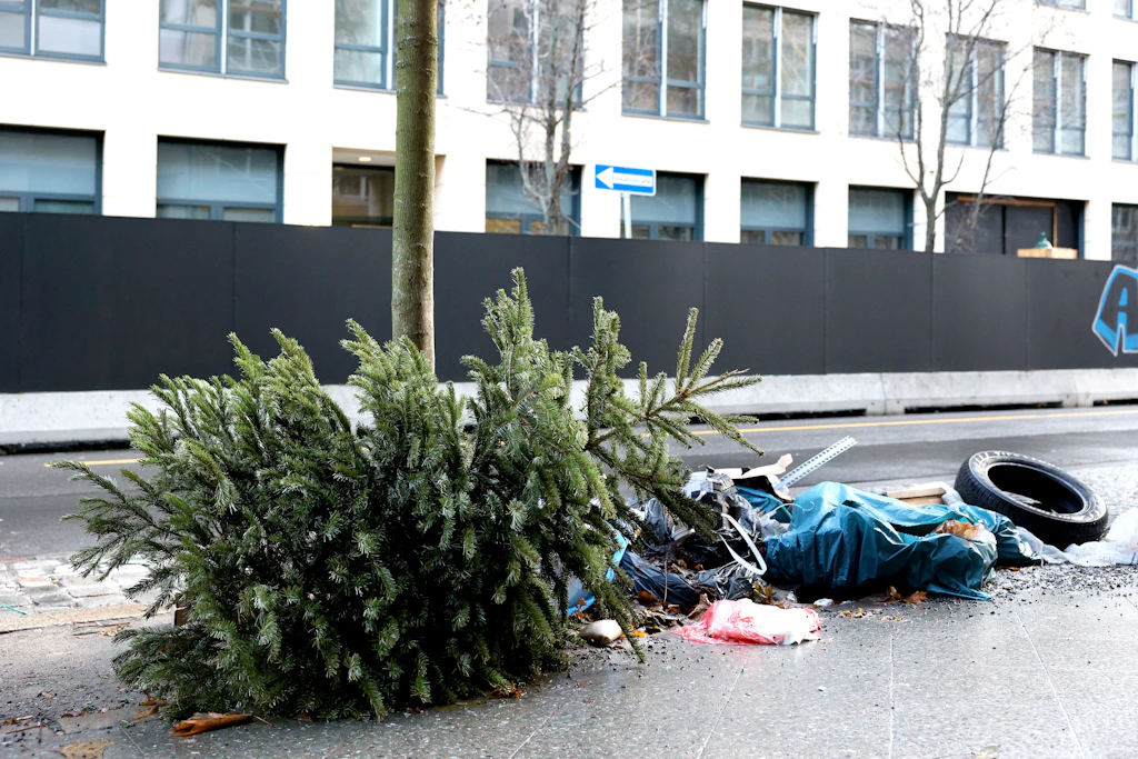 Weihnachtsbaum zu spät entsorgt - und jetzt? So können Sie Tannen bei der BSR melden