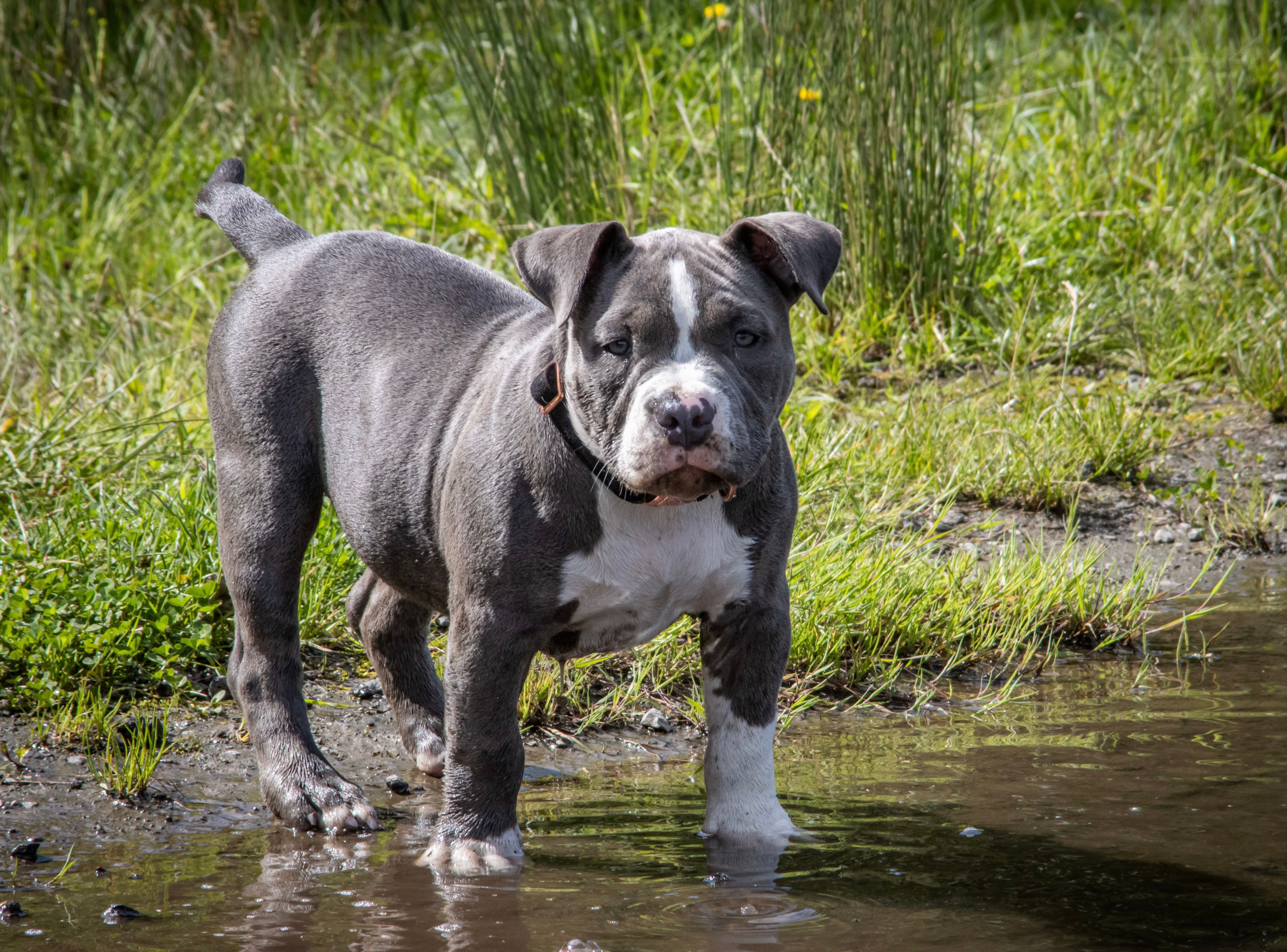 Von eigenem Hund zerfleischt: Mann stirbt nach American-Bully-Angriff