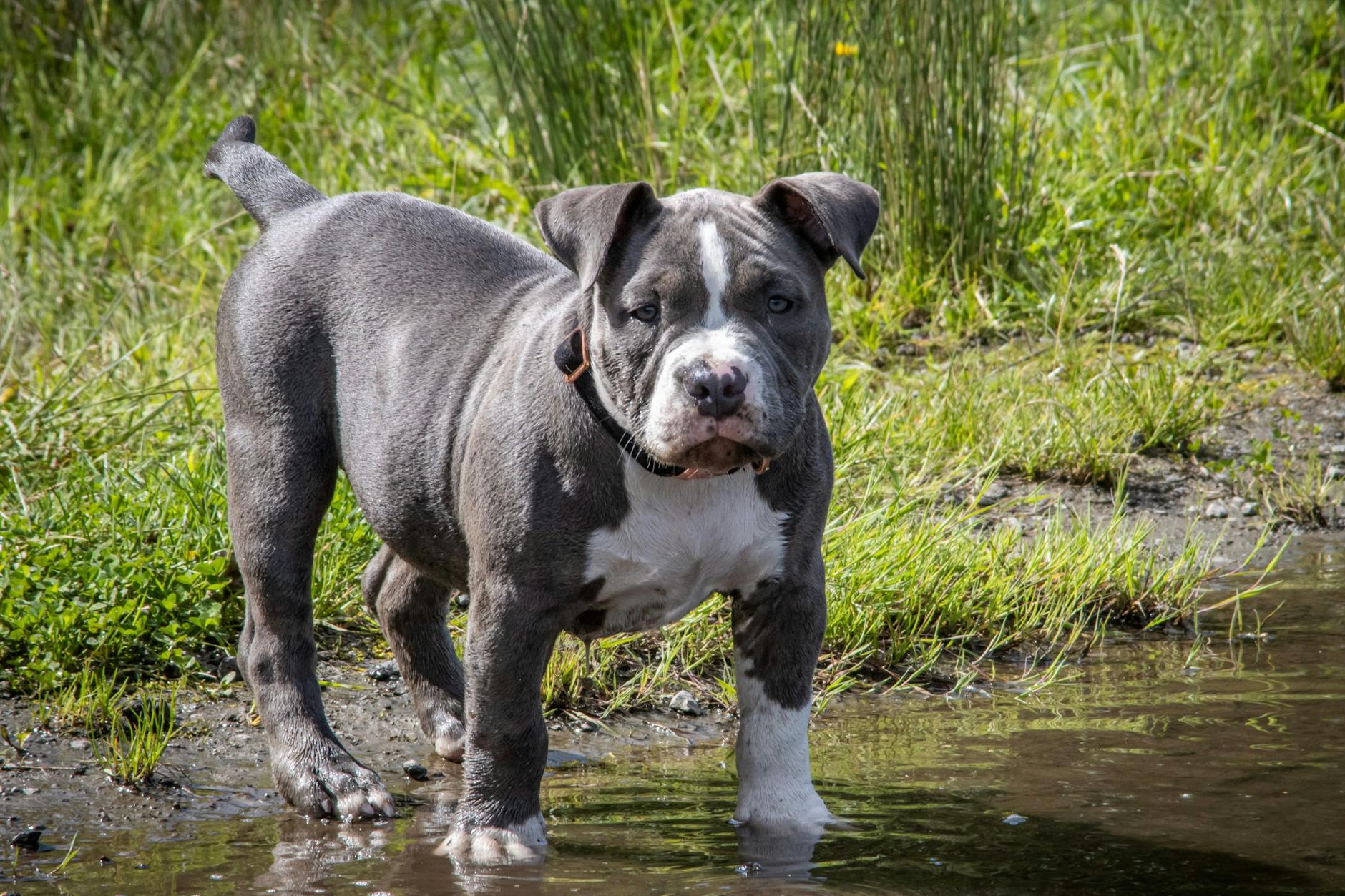 Ein American Bully hat wohl in Geesthacht sein Herrchen angegriffen und schwer verletzt. Er starb später an den Verletzungen. Es war nicht der erste Vorfall mit dem Tier.