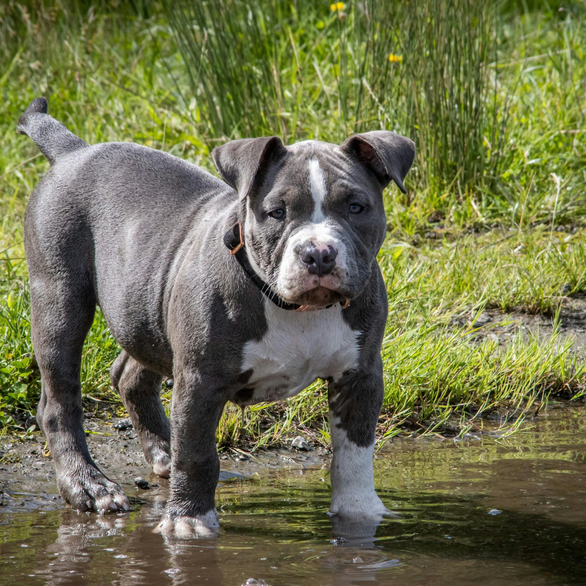 Von eigenem Hund zerfleischt: Mann stirbt nach American-Bully-Angriff