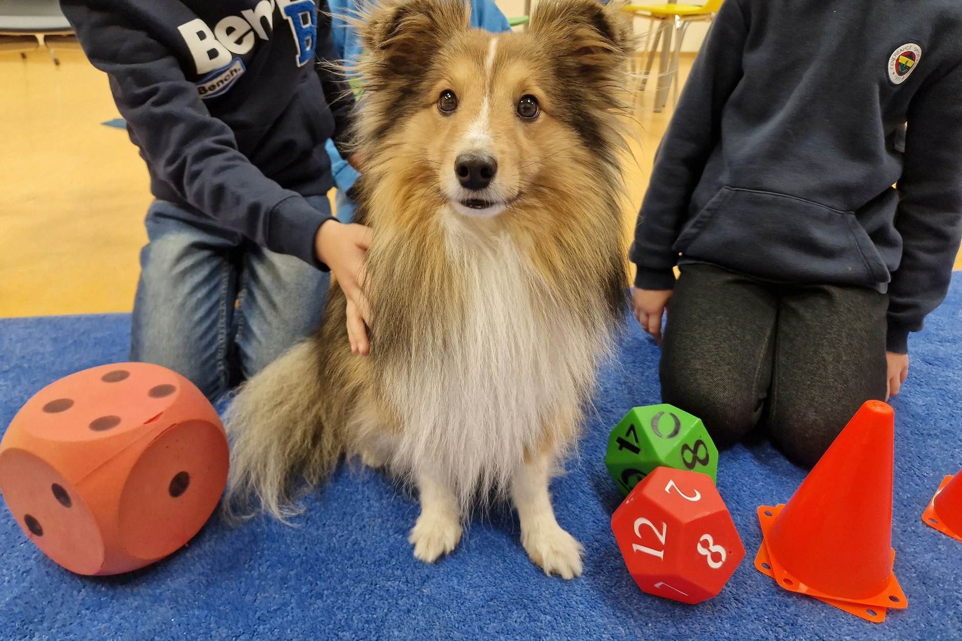 Der Sheltie Pino ist ein Schulhund, er unterstützt Grundschulkinder beim Lernen.