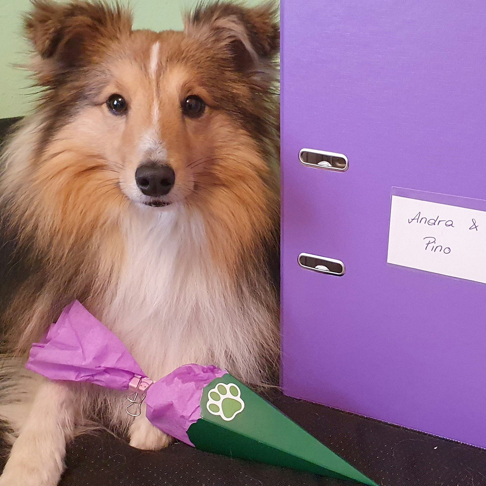 Pino hat 2021 seinen Abschluss als Schulhund gemacht.