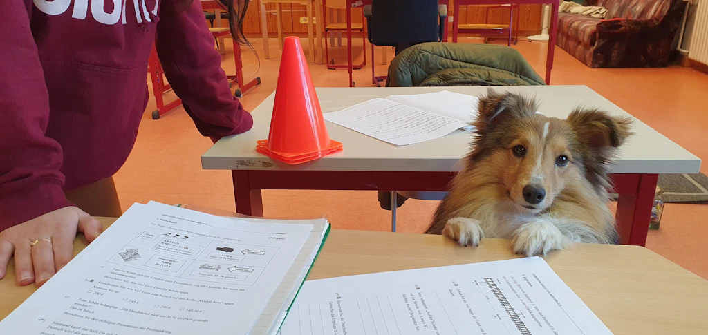 Wussten Sie, dass es DAS gibt? Pino ist ein Schulhund! So arbeitet er