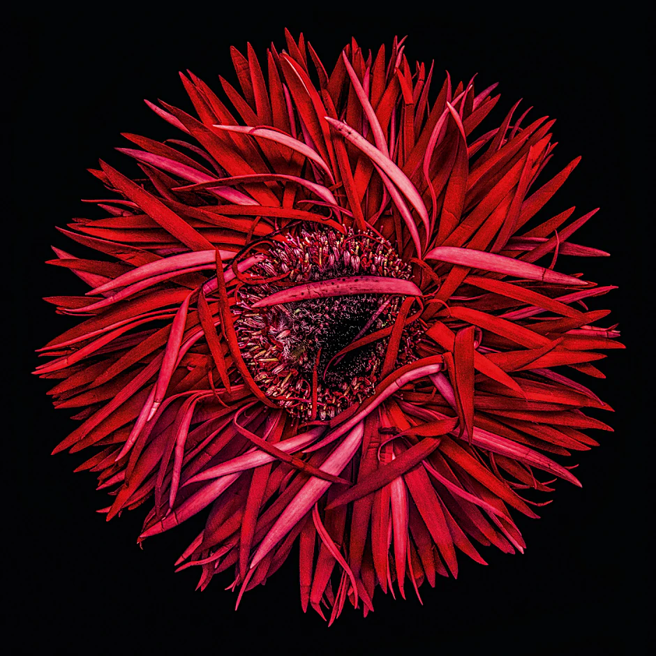 Gerbera Pepper Springs