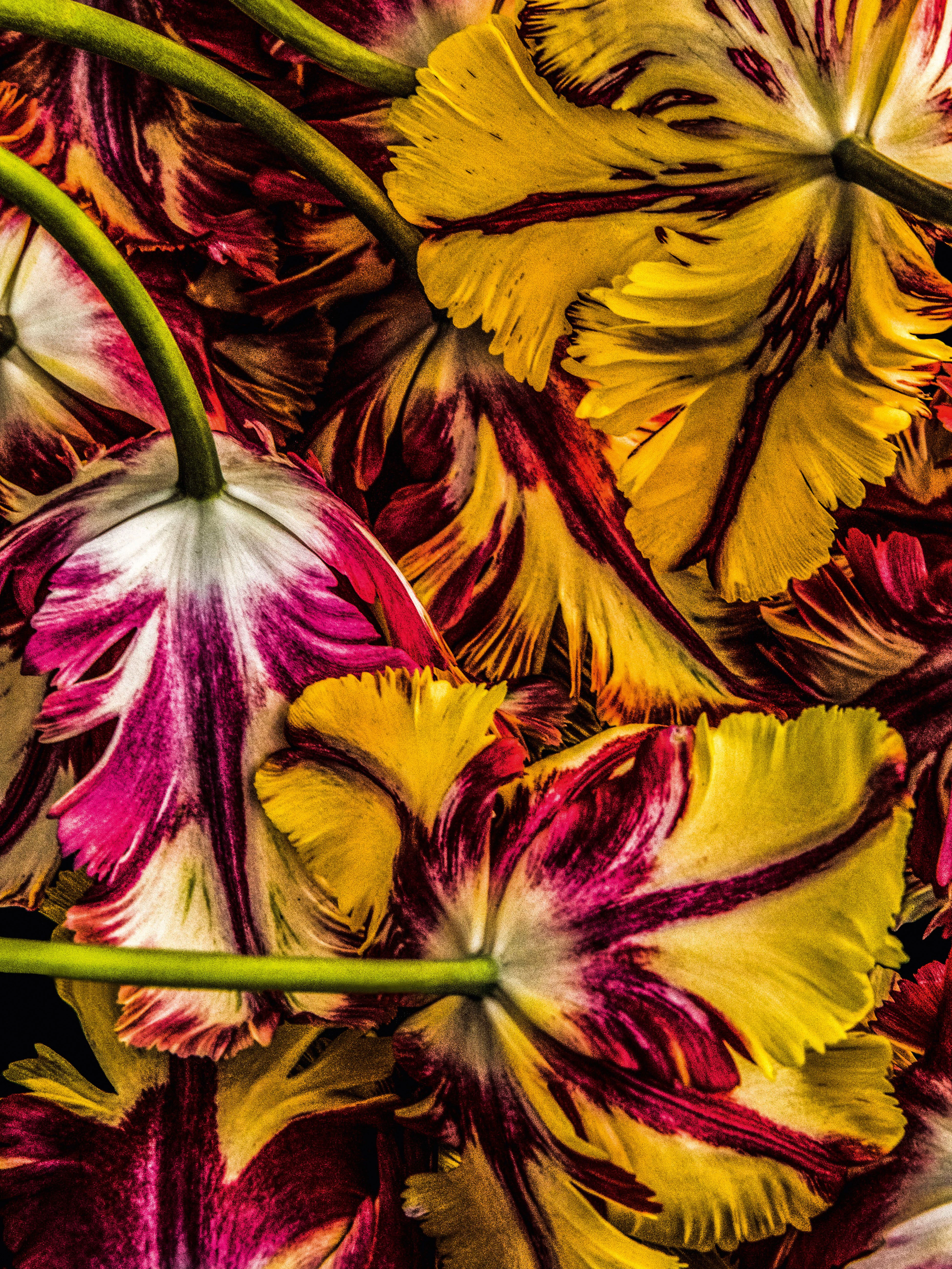 Tulipa Flaming Parro