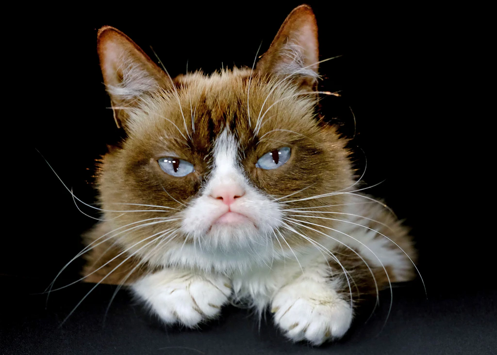 Ist meine Katze noch normal? Neue Studie gibt Aufschluss
