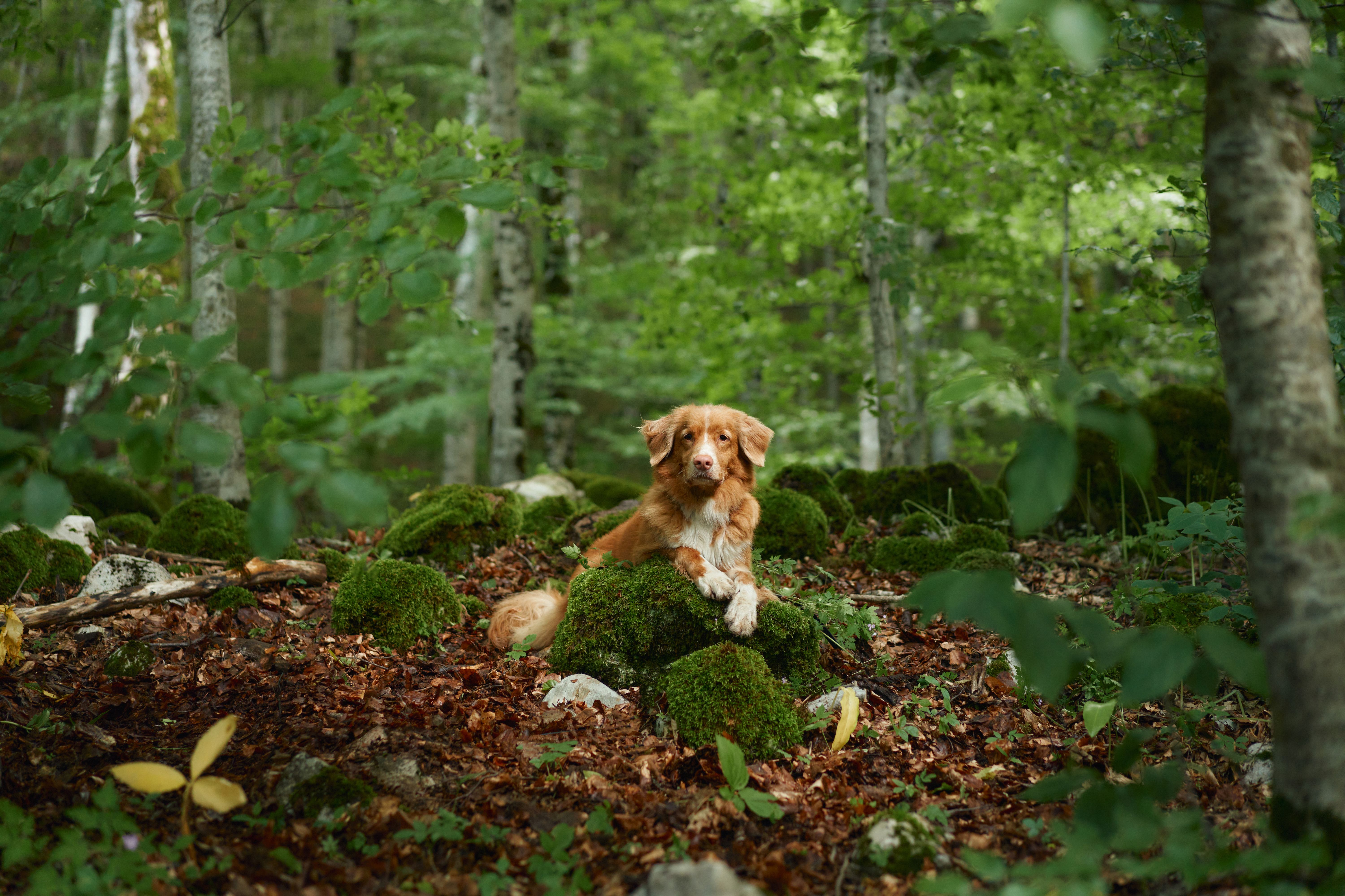 Für Hunde und Katzen tödlich: Tierärzte warnen vor gefährlicher Wildschwein-Seuche!