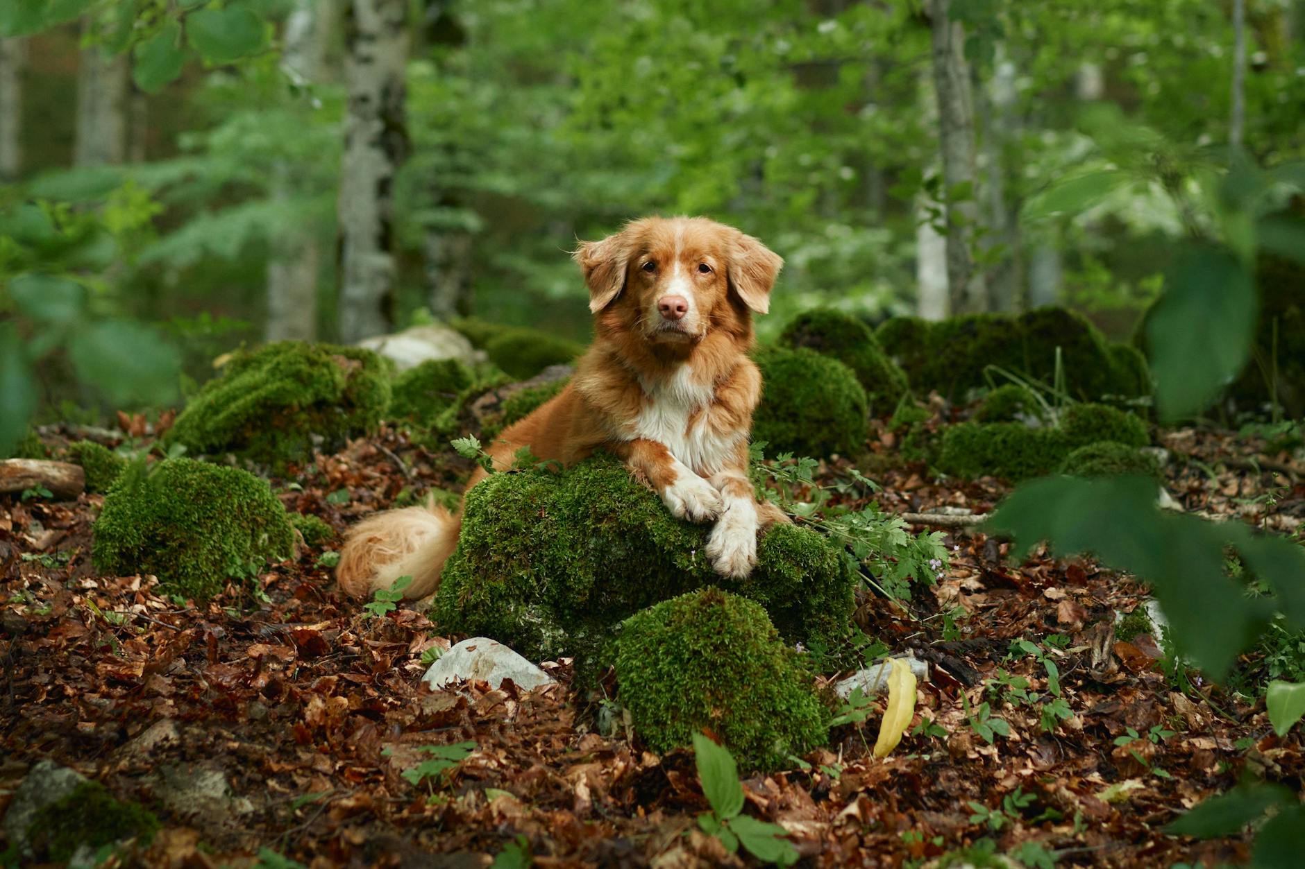 Hunde können sich mit der Aujeszky‘schen Krankheit infizieren - beim langen Spaziergang im Wald ist also Vorsicht geboten.