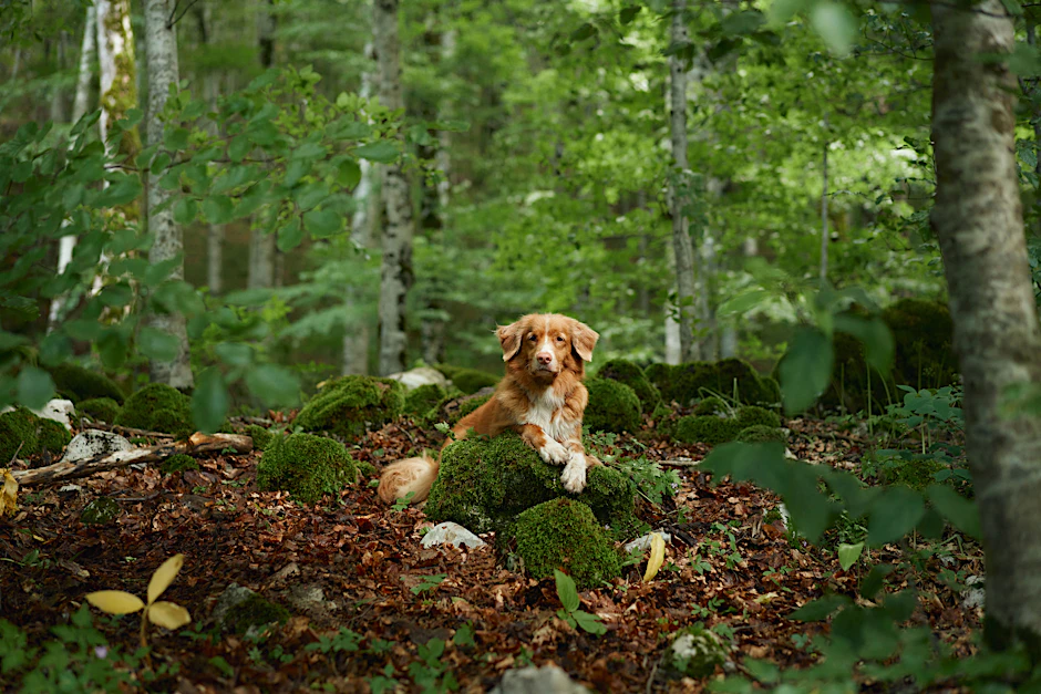 Hunde können sich mit der Aujeszky‘schen Krankheit infizieren - beim langen Spaziergang im Wald ist also Vorsicht geboten.
