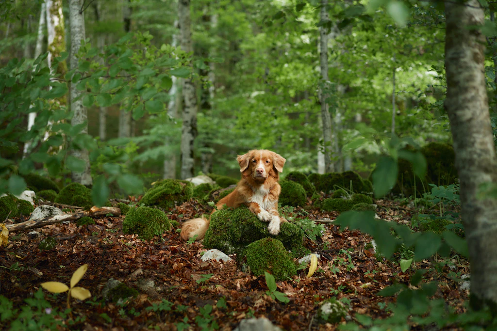 Für Hunde und Katzen tödlich: Tierärzte warnen vor gefährlicher Wildschwein-Seuche!