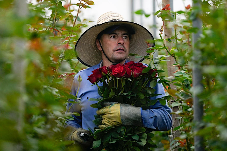 Der Valentinstag steht fast vor der Tür: Ein Arbeiter schneidet dafür auf einer Plantage in Kolumbien schon mal die Rosen.  