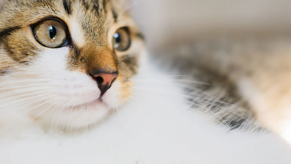 Katzen sind Europas beliebteste Haustiere.