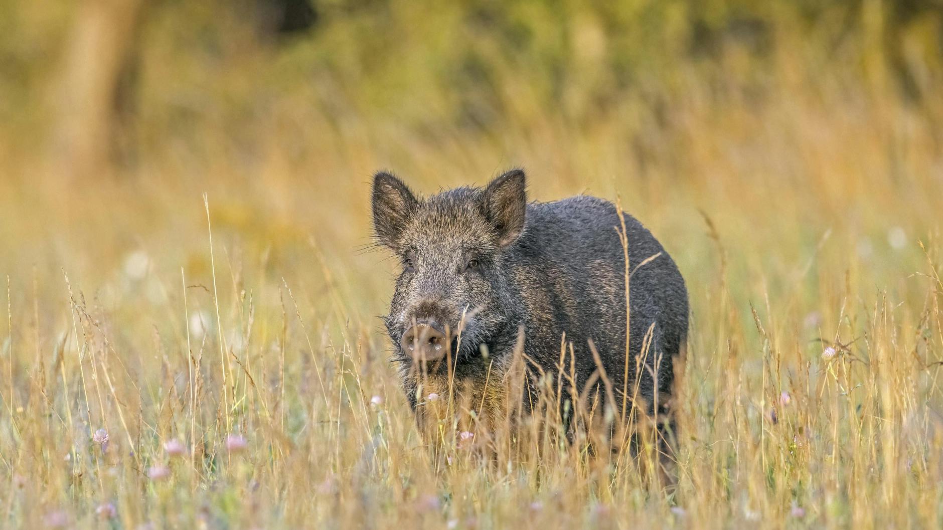 Wildschweine sind, wenn Sie das Virus haben, lebenslang infiziert. Sie können die Krankheit auch an andere Tiere weitergeben.