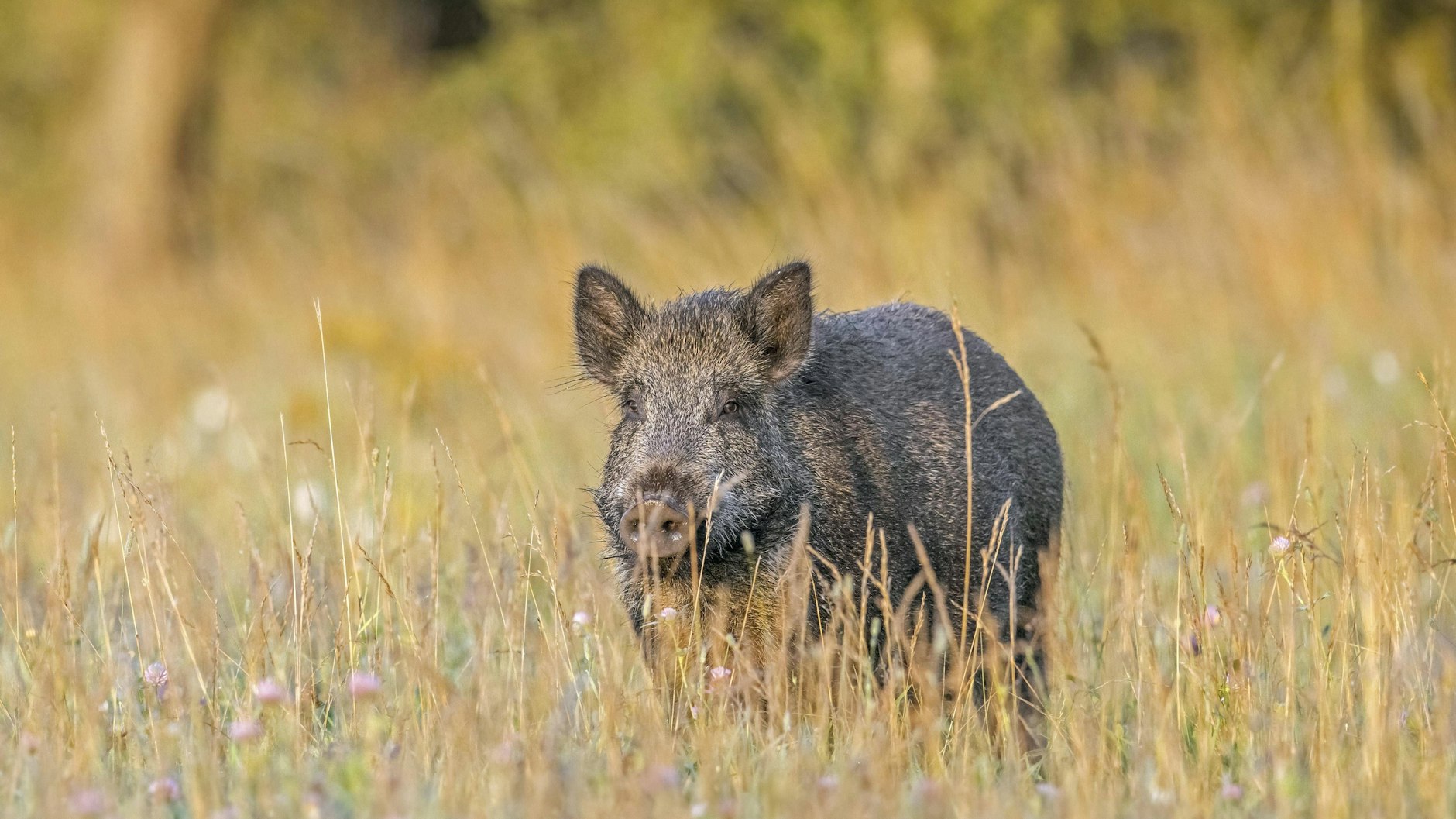 Wildschweine sind, wenn Sie das Virus haben, lebenslang infiziert. Sie können die Krankheit auch an andere Tiere weitergeben.