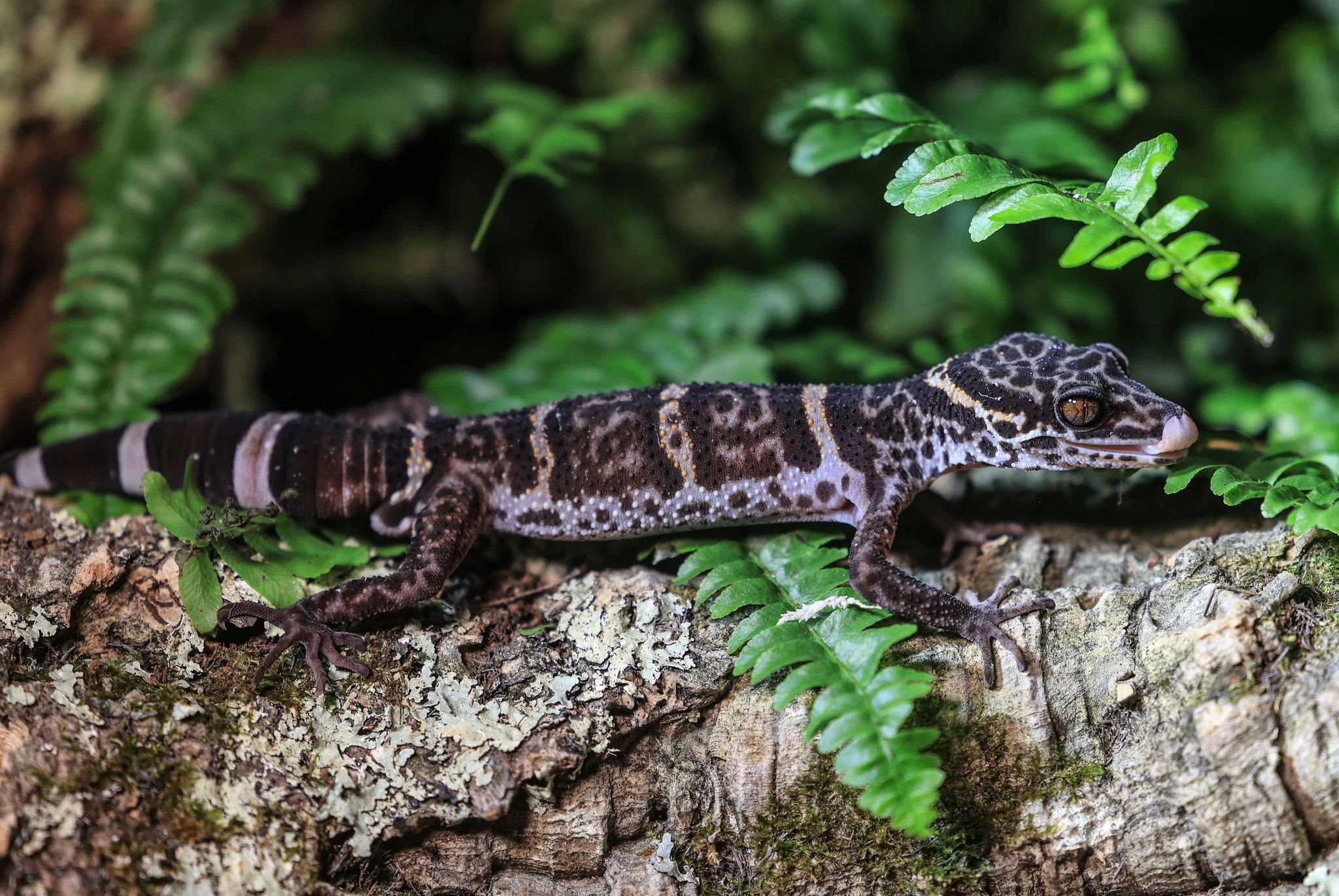 Dieser Tigergecko im Kölner Zoo darf sich über eine Auszeichnung freuen. Seine Familie macht diese Jahr das Rennen um die Auszeichnung zum Zootier des Jahres.  