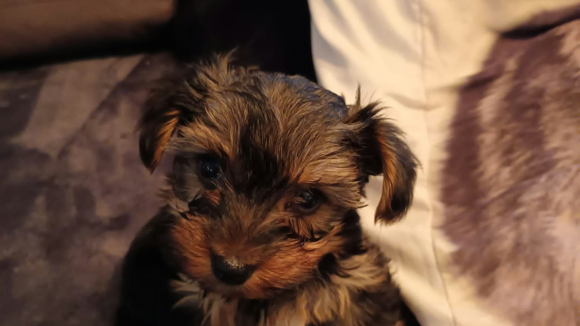 Einer der aus dem Bordell geretteten Welpen