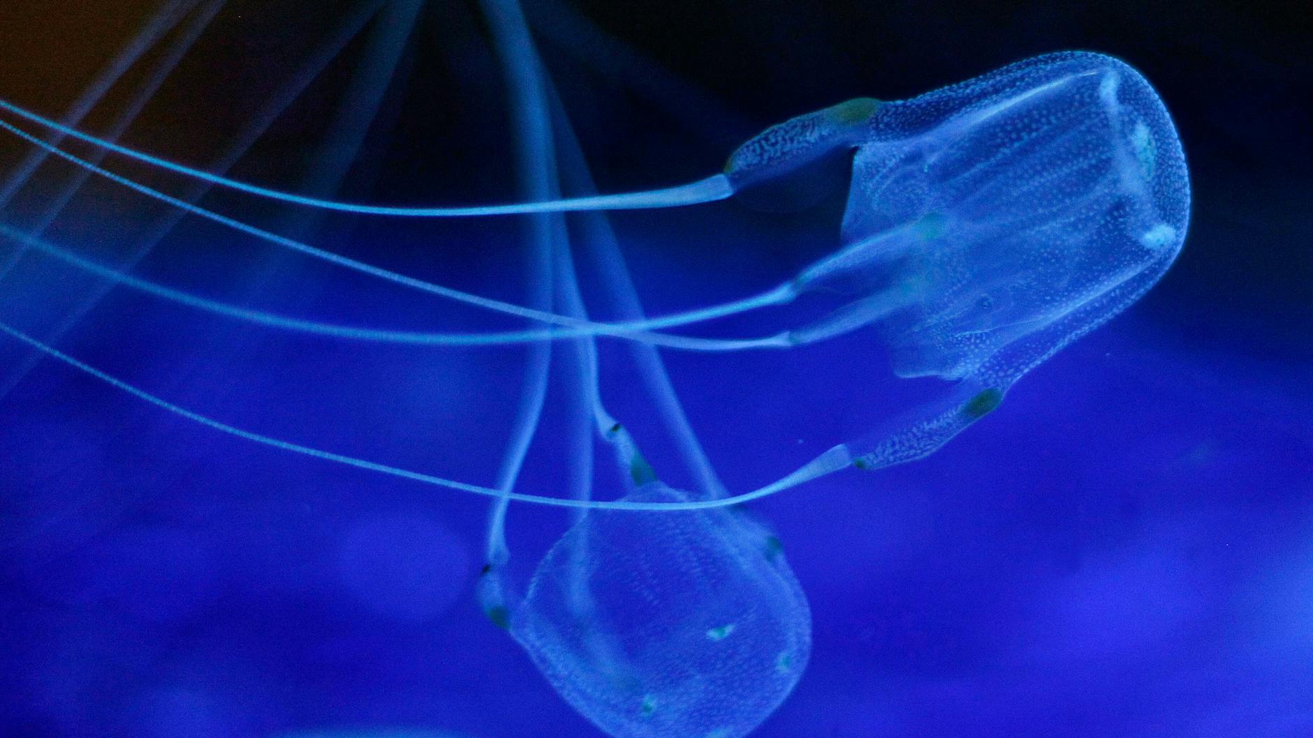 Zwei Würfelquallen beim Schwimmen im Two Oceans Aquarium. In Australien machte kürzlich eine winzige Quallenart Schlagzeilen: Irukandji.