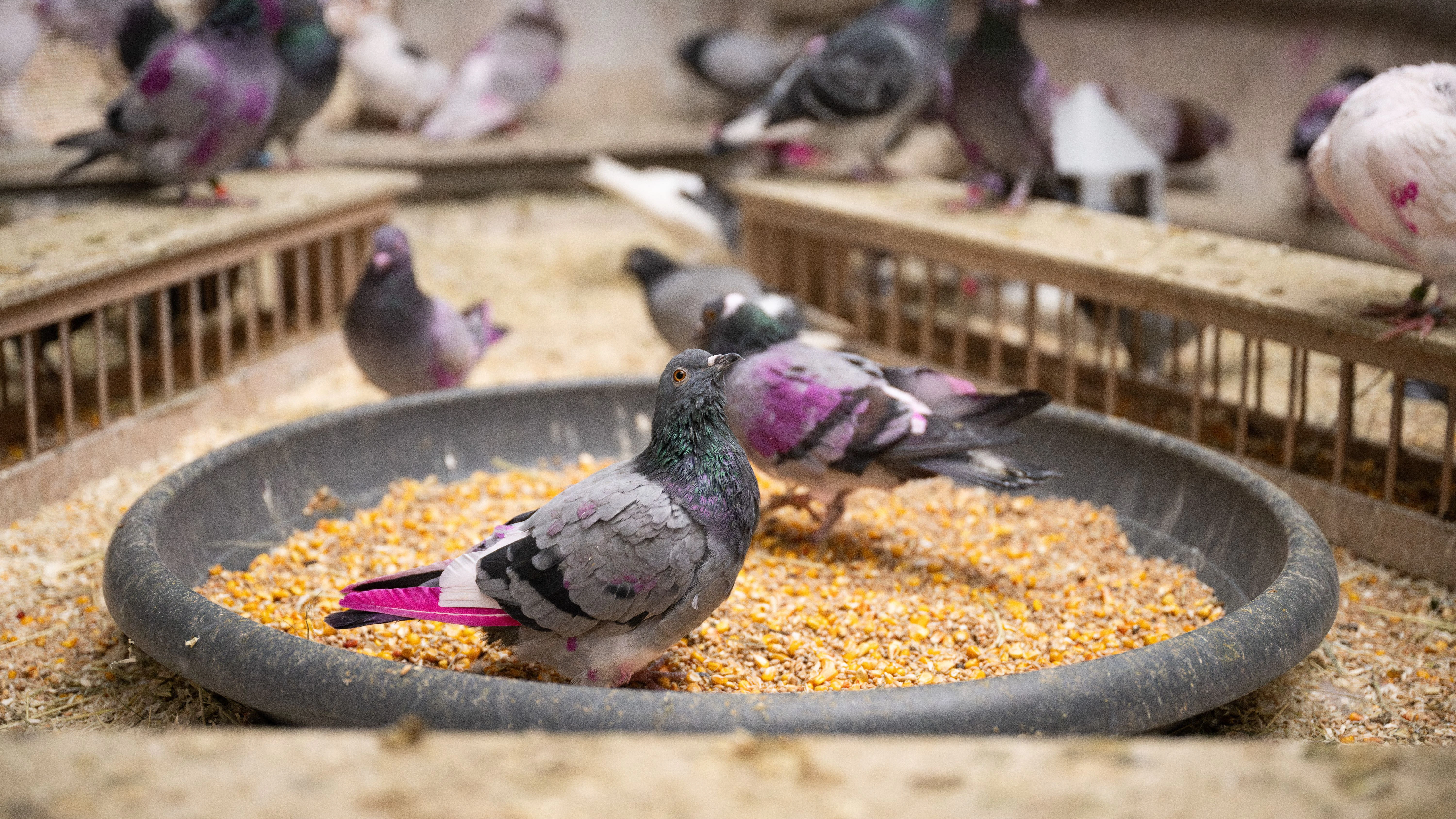 Die pink gefärbten Federn sollen die Tauben vor Greifvögeln schützen.