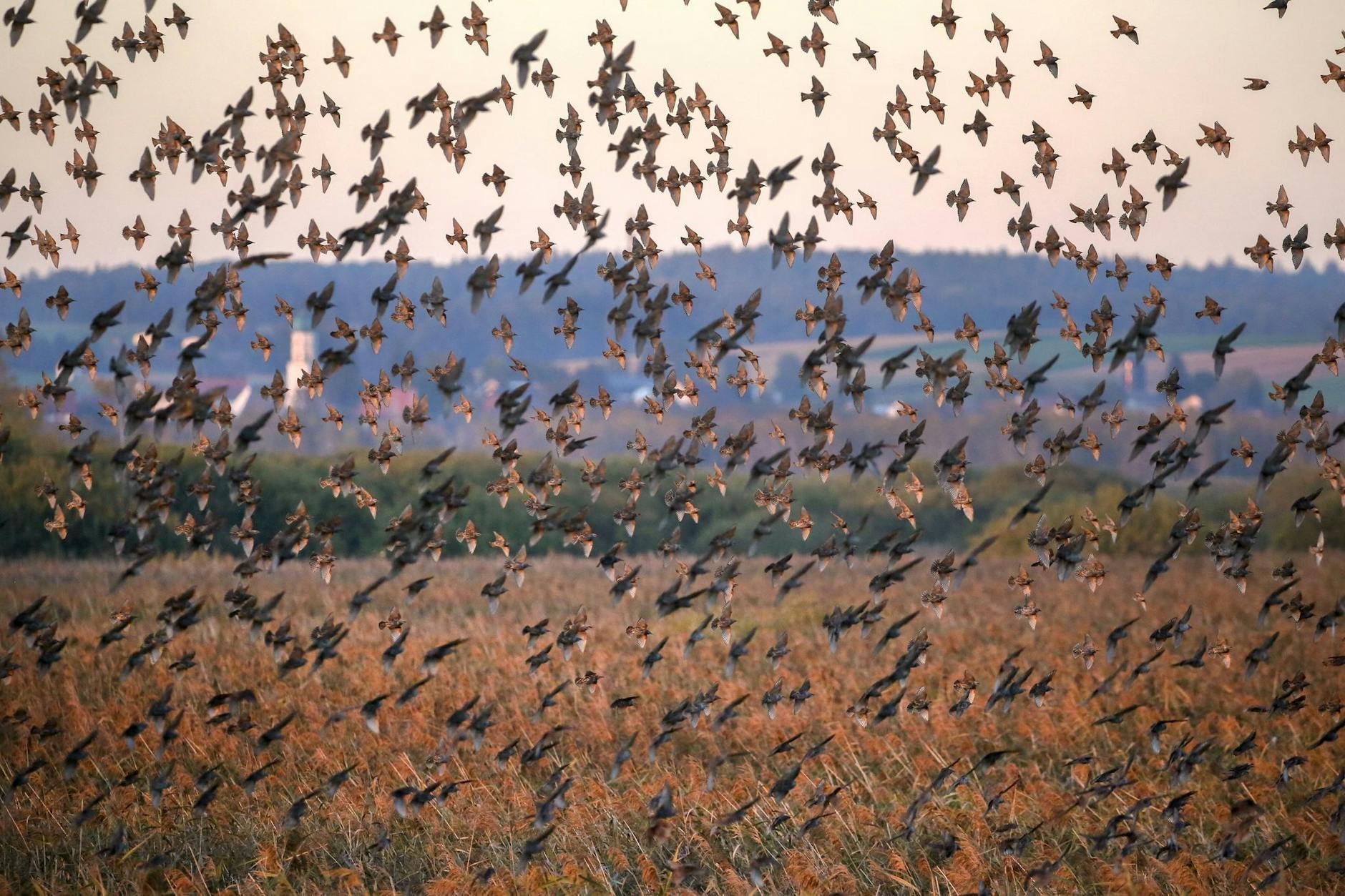 ARCHIV - Hunderte Stare über dem Naturschutzgebiet Federsee.