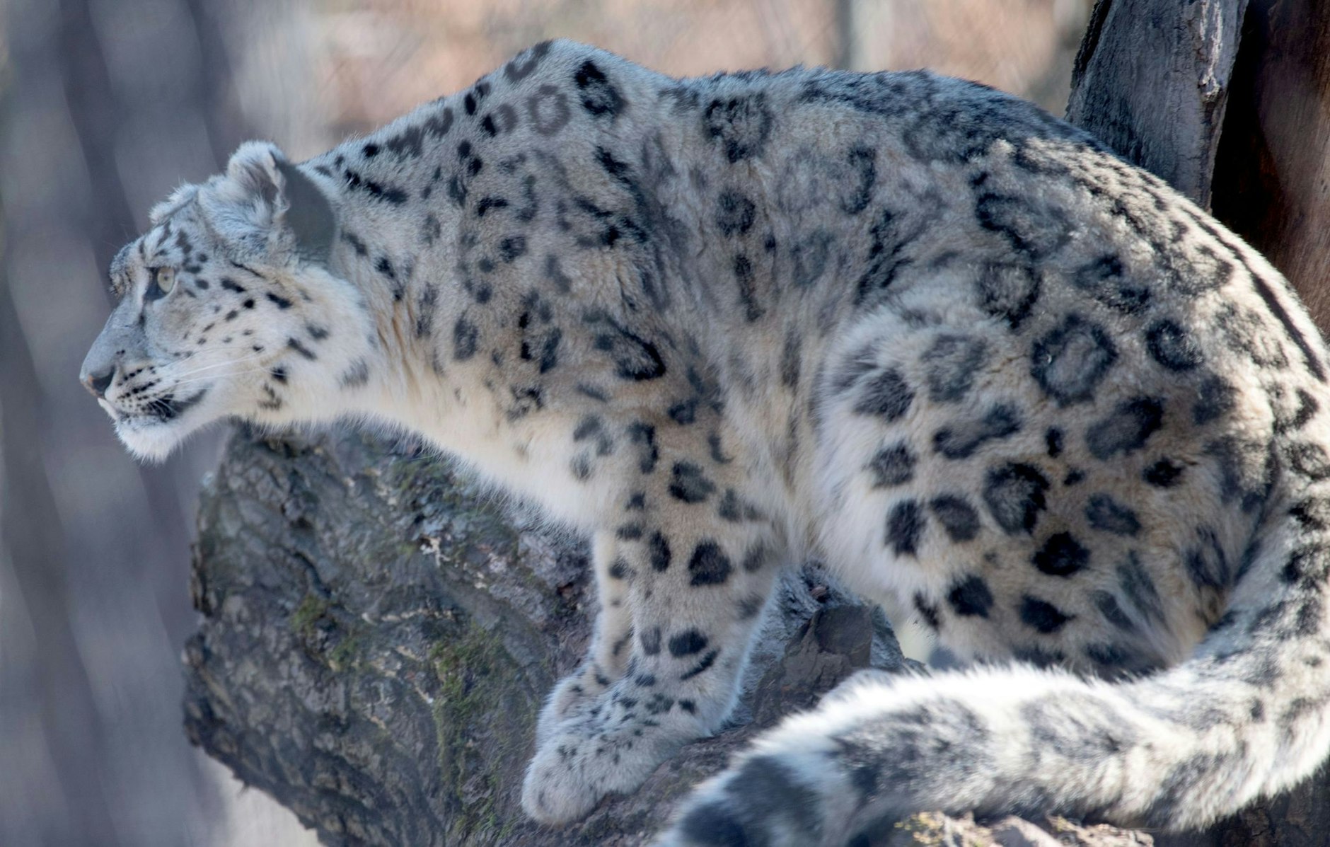 ARCHIV - Auf der Roten Liste der Weltnaturschutzunion als «gefährdet» gelistet: der Schneeleopard.  