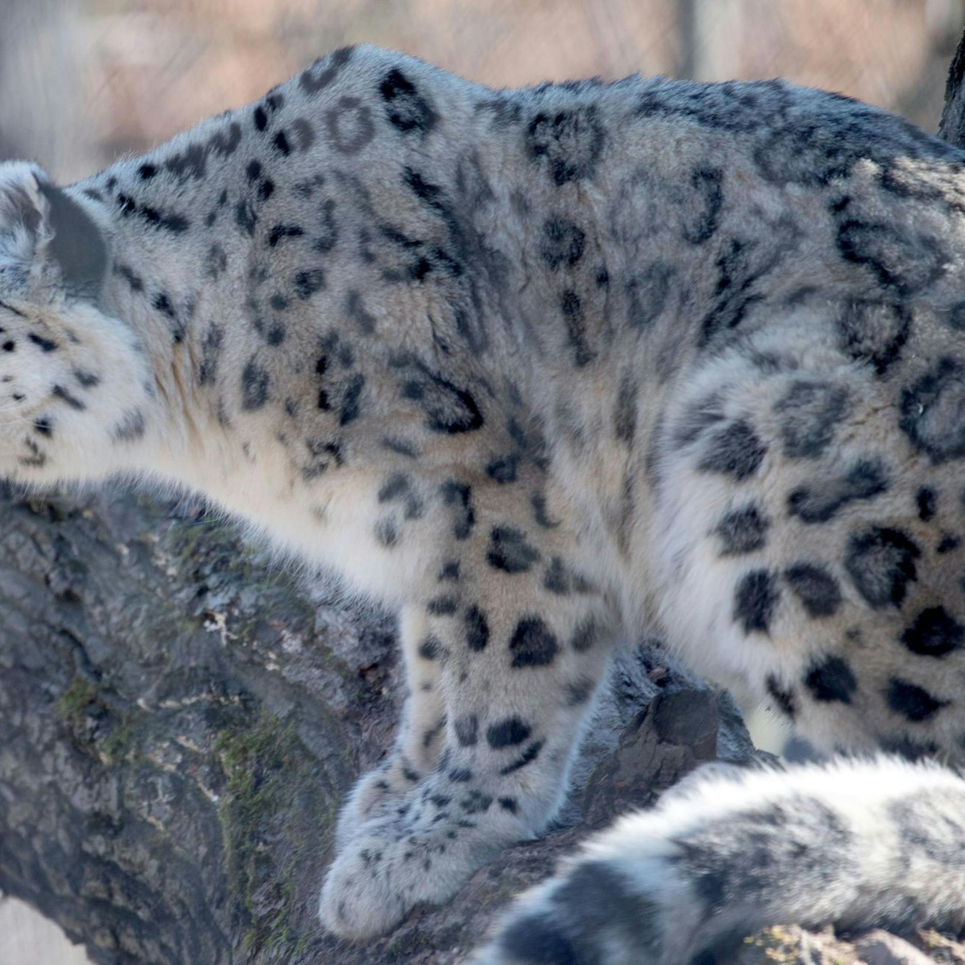 Image - Zählung in Indien: Derzeit mehr als 700 Schneeleoparden