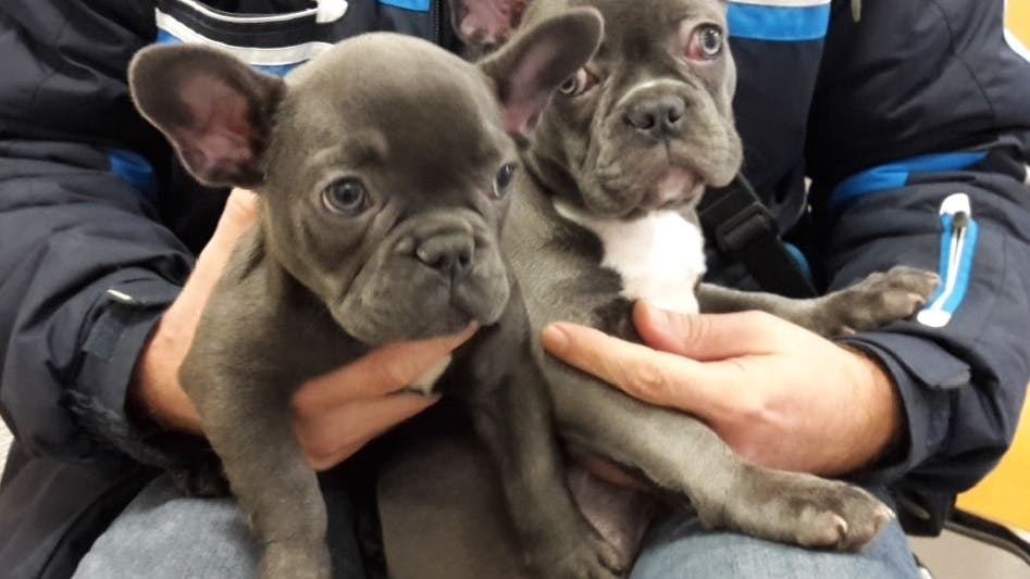 Immer wieder werden an Autobahnen und Bahnhöfen illegal gehandelte Welpen sichergestellt. 