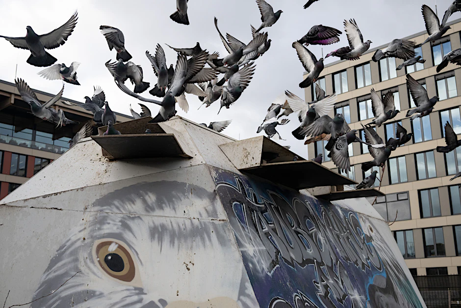 Tauben fliegen vom Taubenhaus am Berliner Bahnhof Südkreuz los.