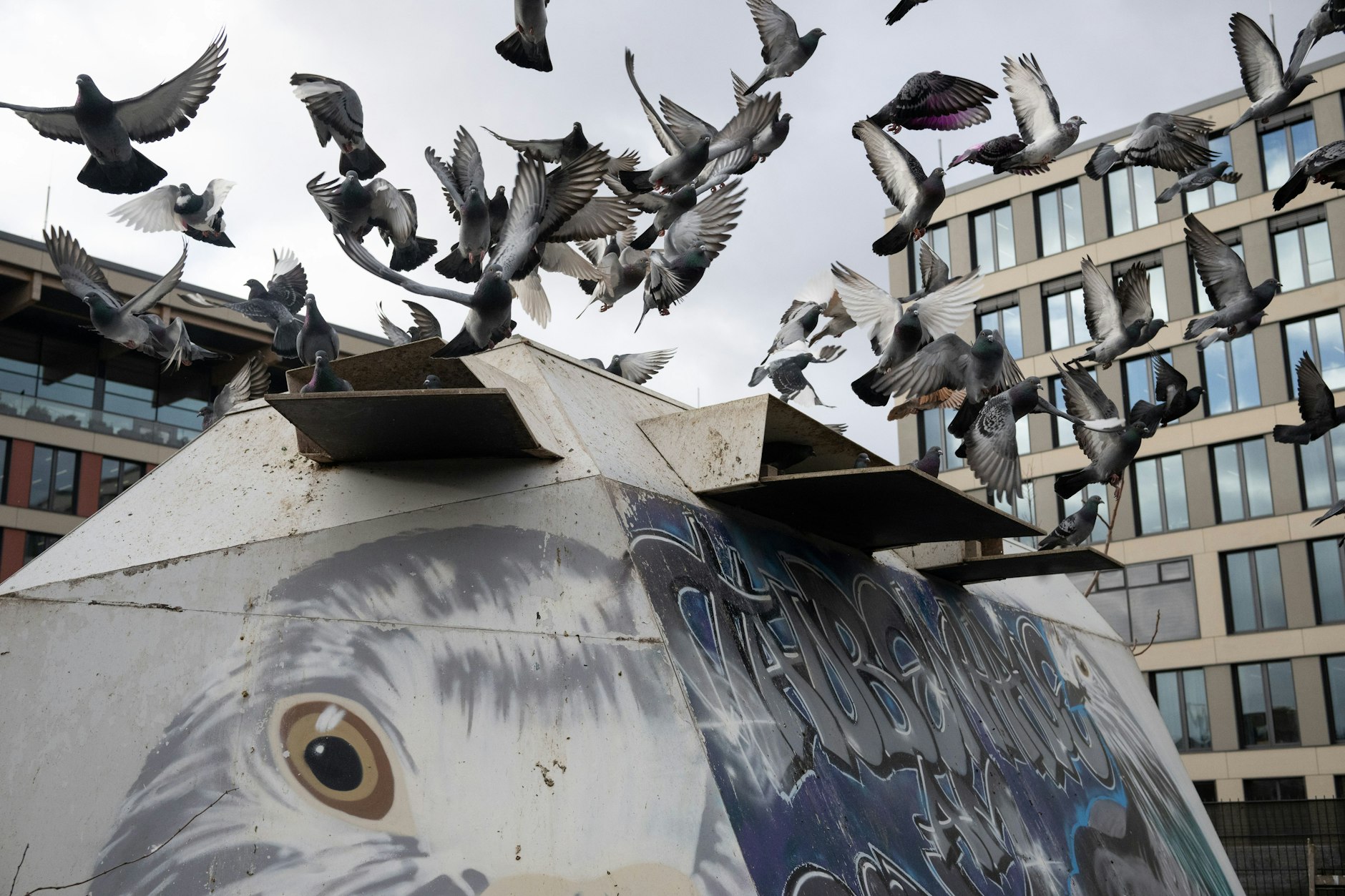 Tauben fliegen vom Taubenhaus am Berliner Bahnhof Südkreuz los.