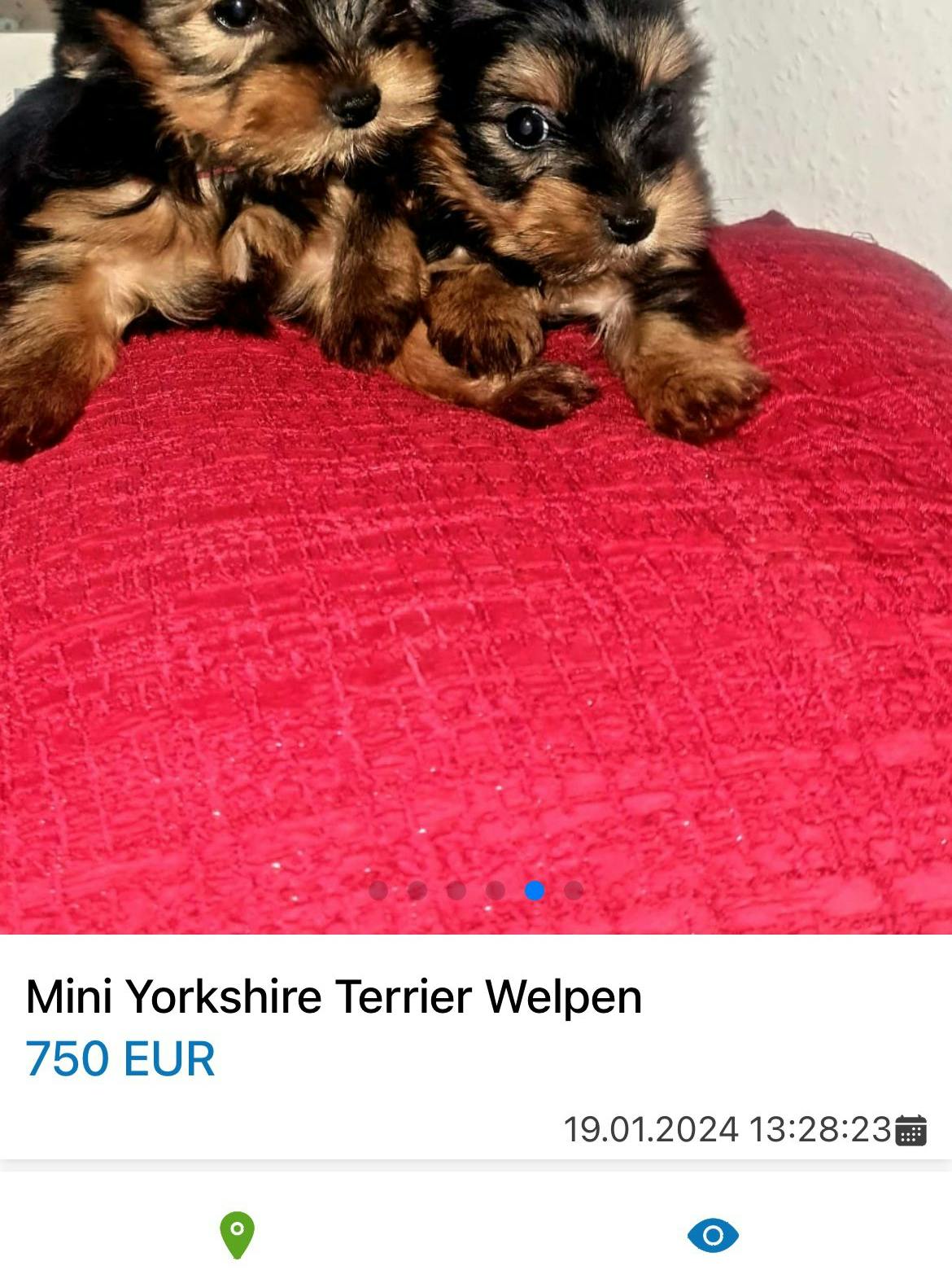 Noch immer ist die Anzeige für die niedlichen Yorkshire-Terrier-Welpen online. Etwa acht von zehn Online-Angeboten für Welpen sind unseriös, weiß Klippstein.