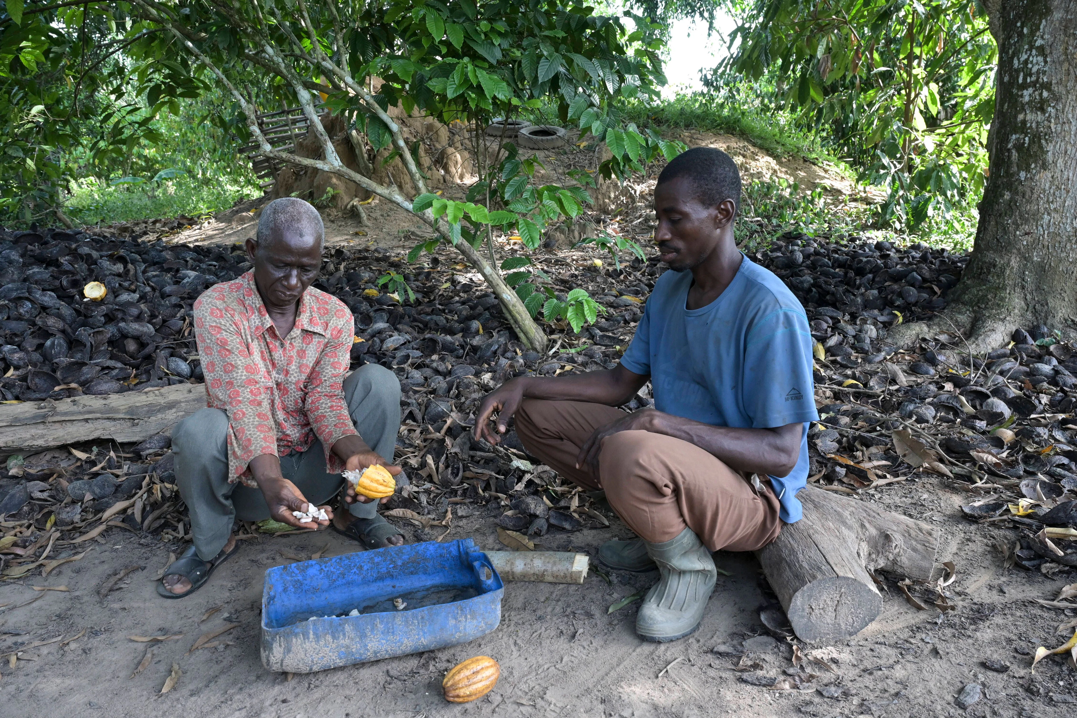 Kakaobauern bei der Arbeit in Loukoukro, Elfenbeinküste