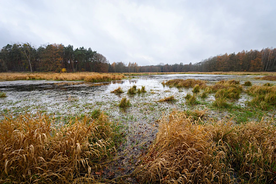 ARCHIV - Die Wasserfläche im Moor an der Rehwiese ist von einem Pflanzengürtel umgeben.  