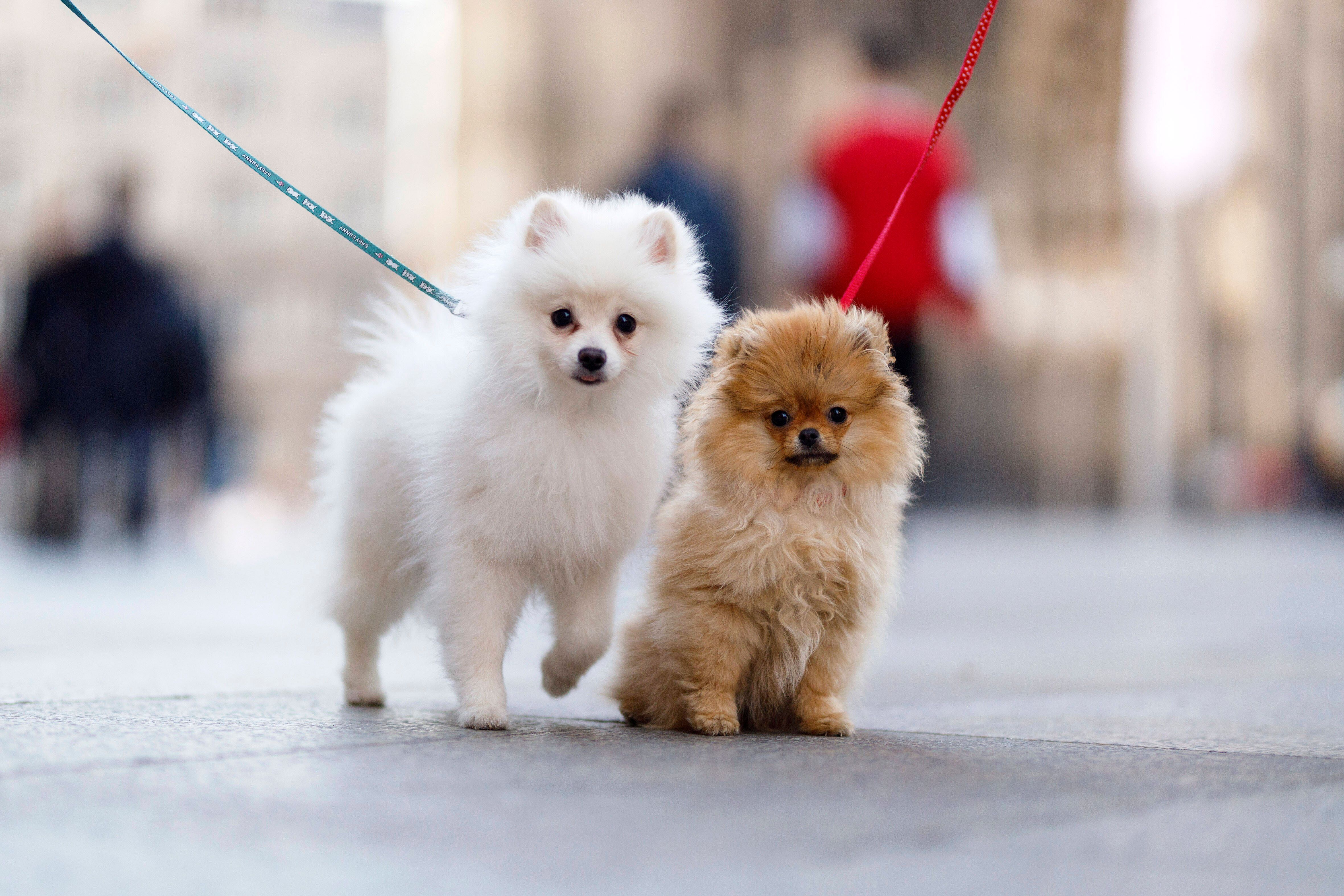 Berlin, Hauptbahnhof: Wie zwei Zwergspitze nicht aufhörten zu bellen – und was dann geschah