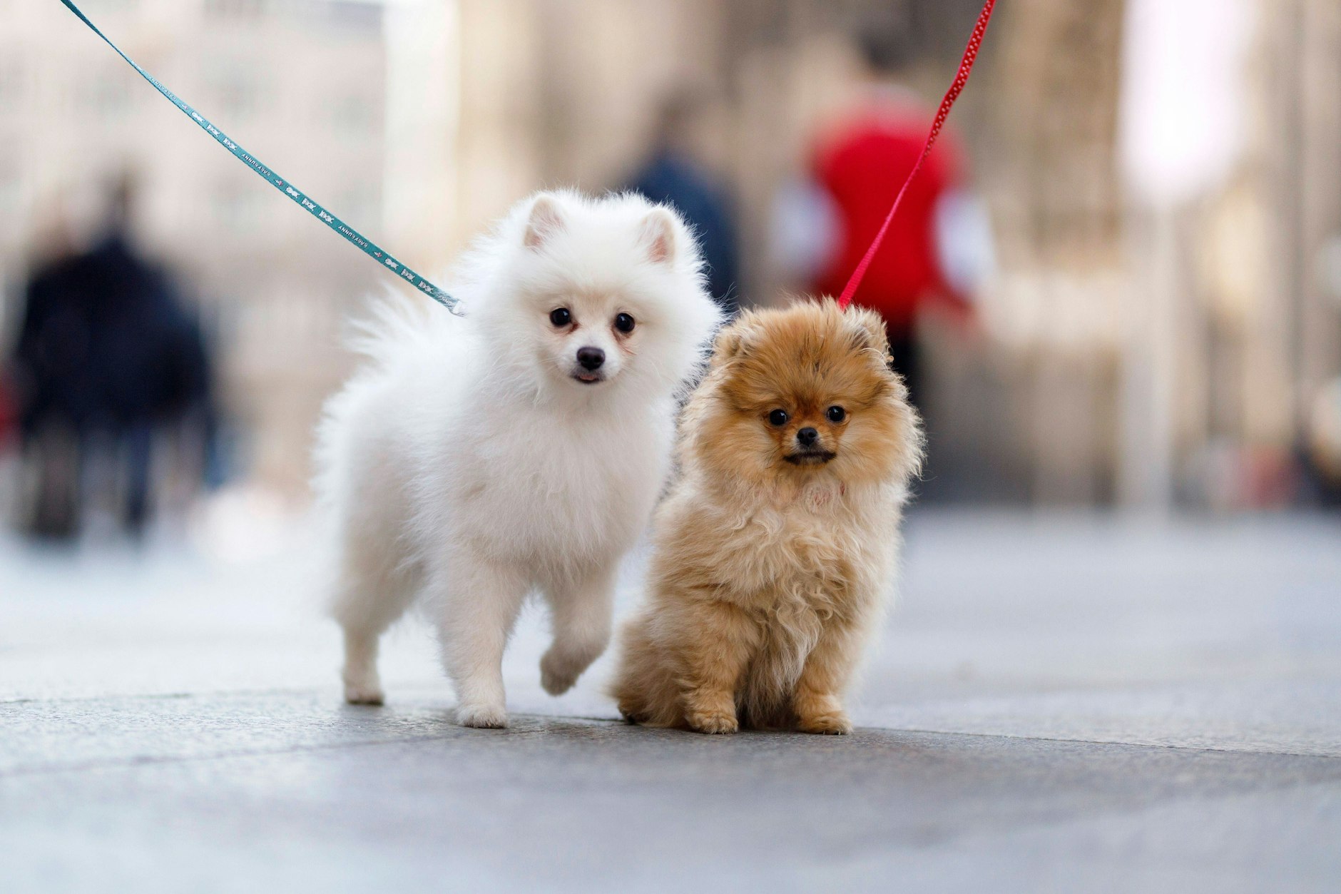 So süß sind Zwergspitze. Aber nicht, wenn sie nicht aufhören zu bellen.