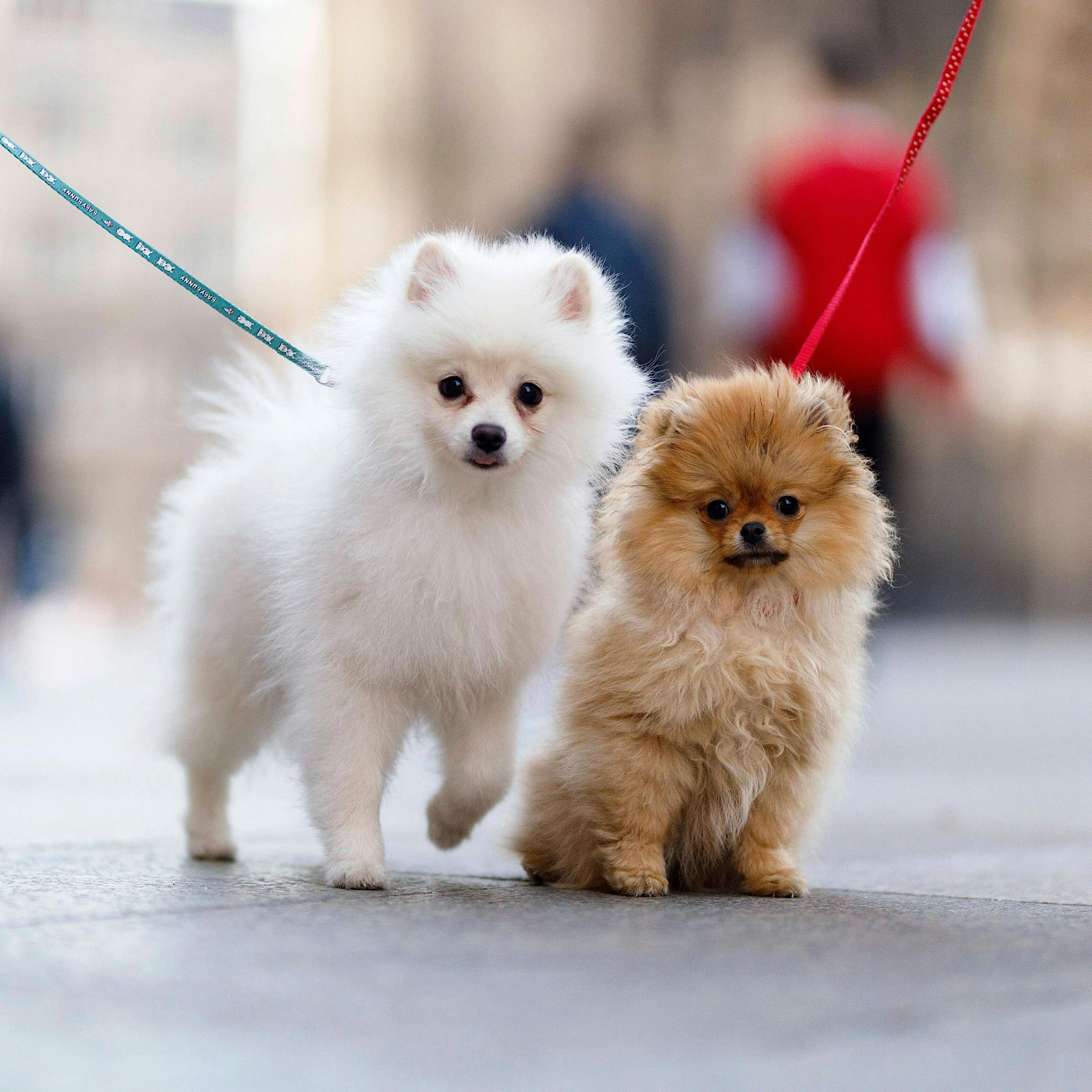 Berlin, Hauptbahnhof: Wie zwei Zwergspitze nicht aufhörten zu bellen – und was dann geschah